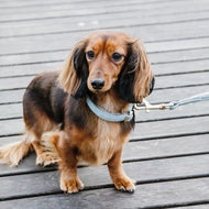 Kentucky HundeKragen Wolle Hellblau