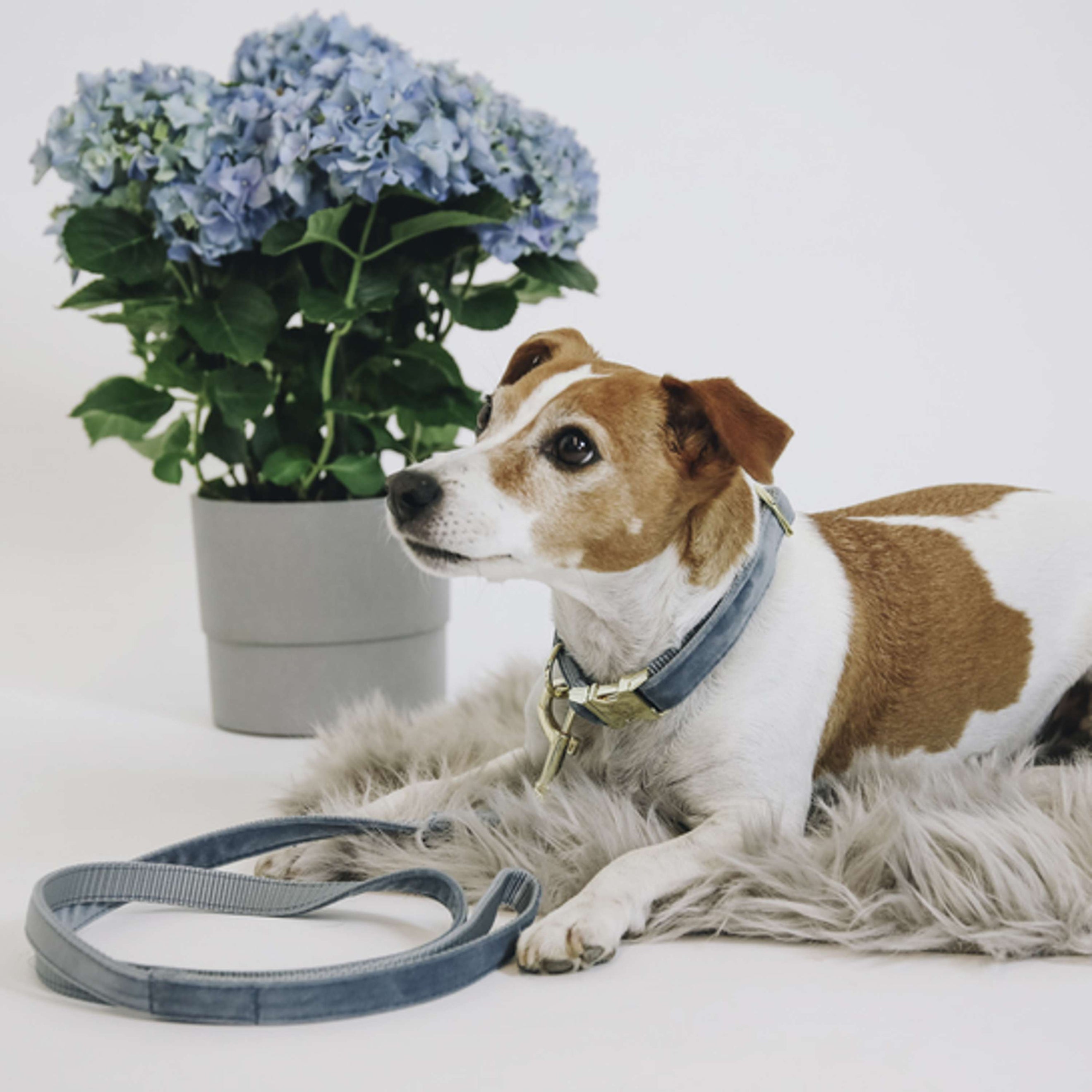 Kentucky Kragen Velvet Hellblau Kentucky Kragen Velvet Hellblau