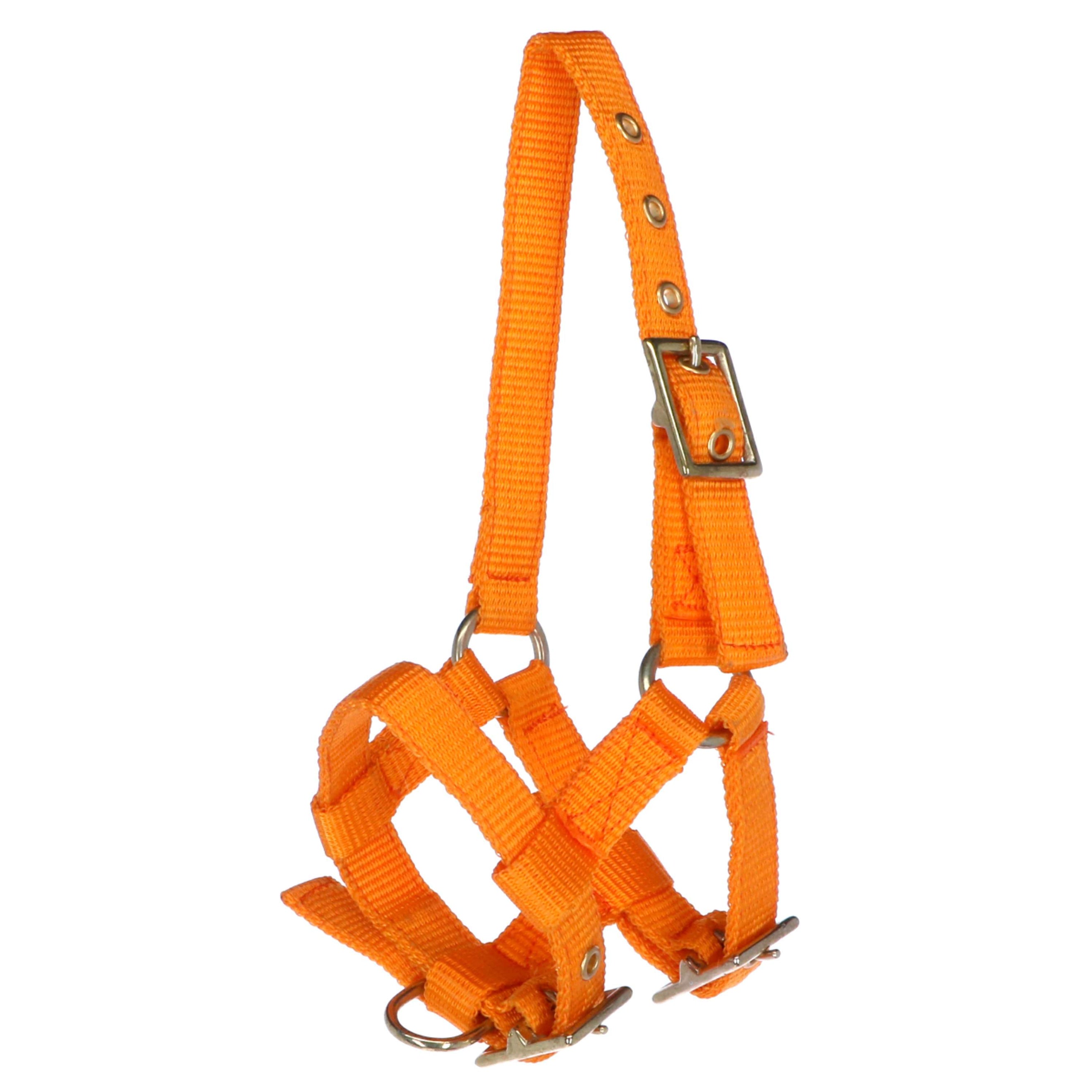 Norton Halfter Mini Verstellbar Orange Norton Halfter Mini Verstellbar Orange