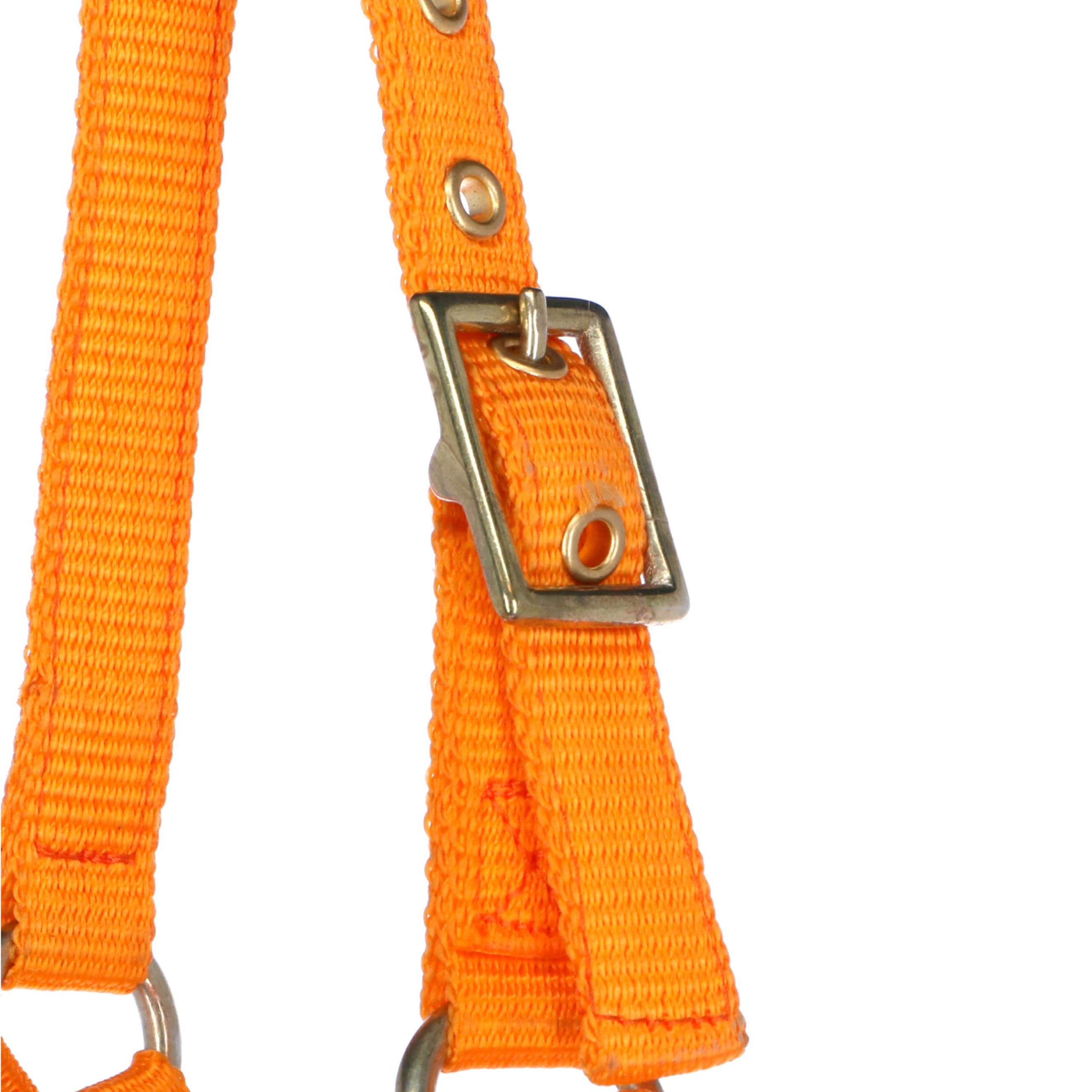 Norton Halfter Mini Verstellbar Orange Norton Halfter Mini Verstellbar Orange