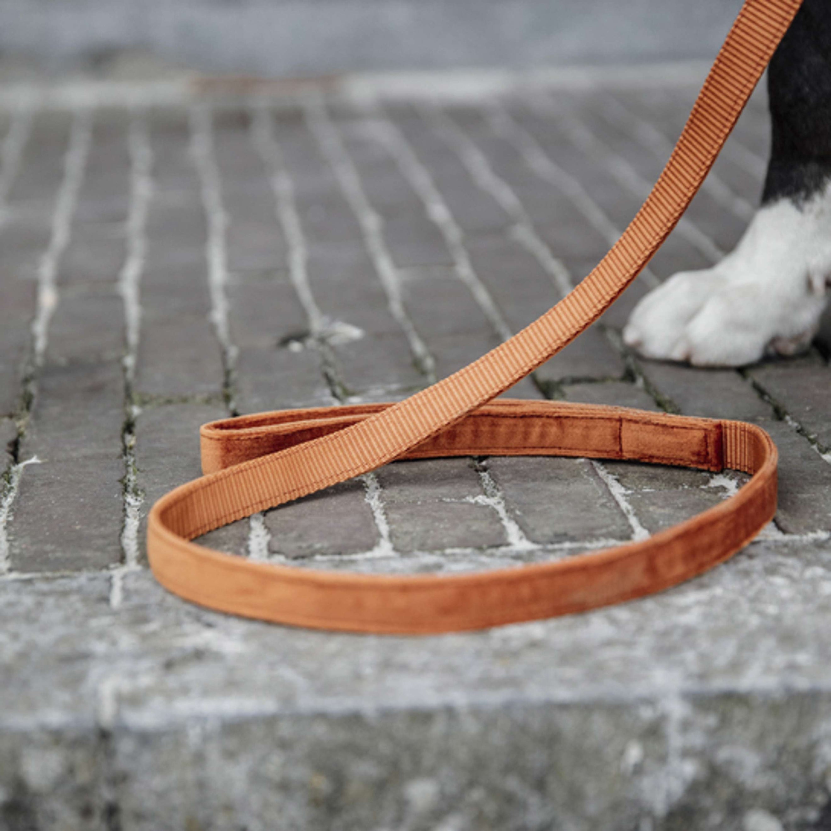Kentucky Hundeleine Velvet Orange Kentucky Hundeleine Velvet Orange