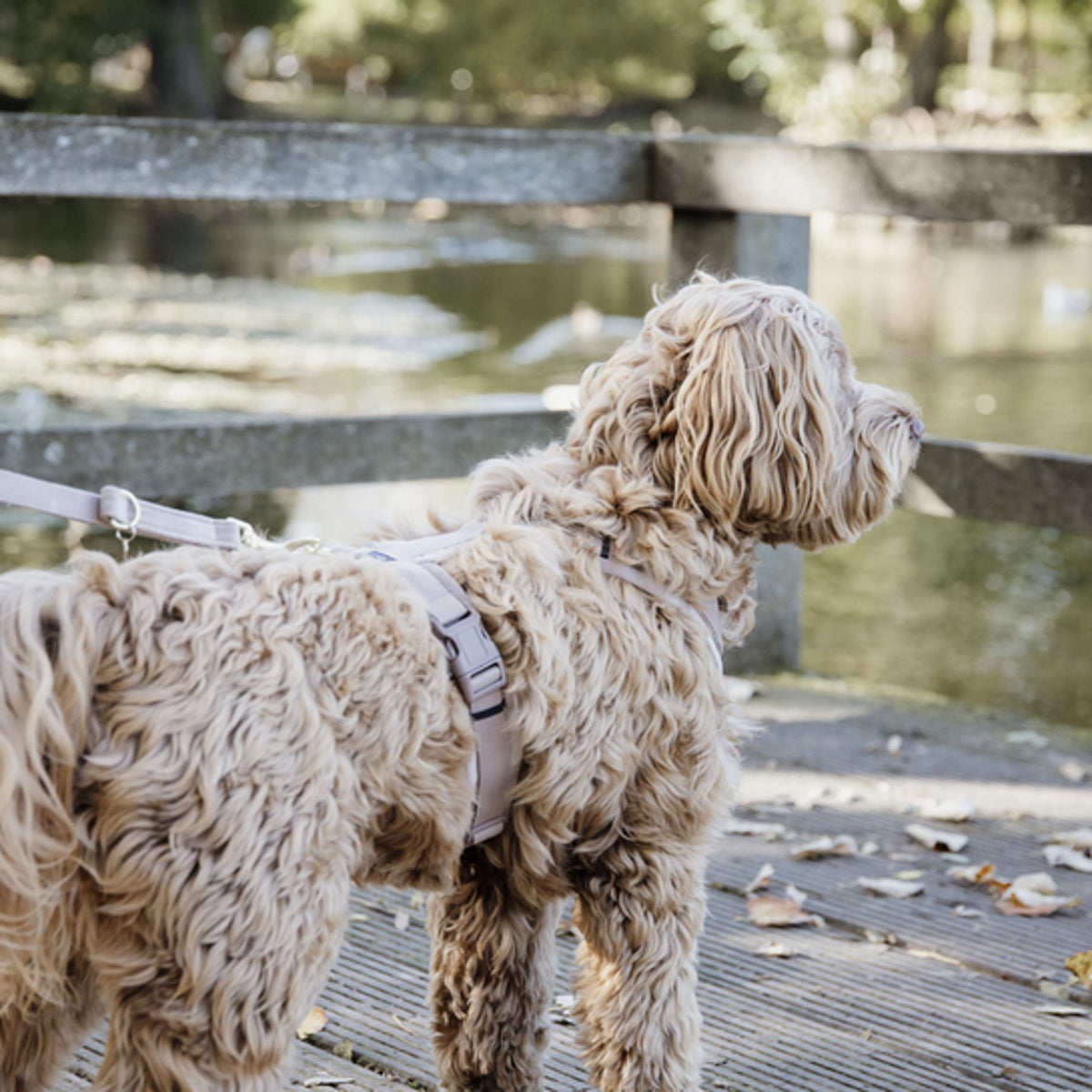 Kentucky Hundeleine Velvet Beige