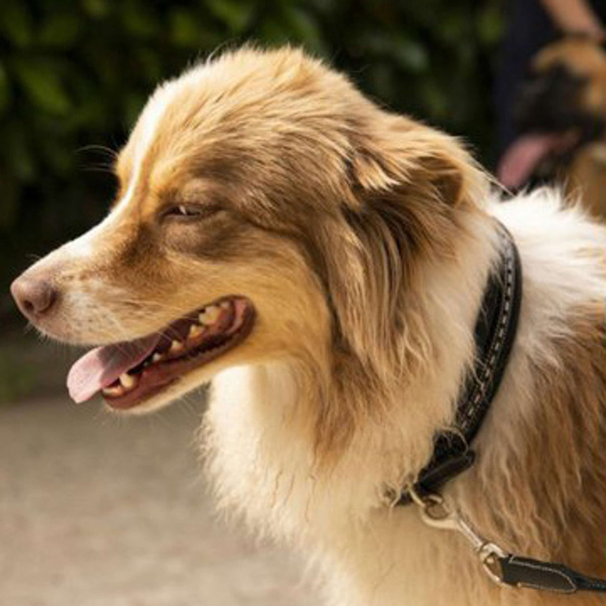 Pénélope Hundehalsband Point Sellier Schwarz