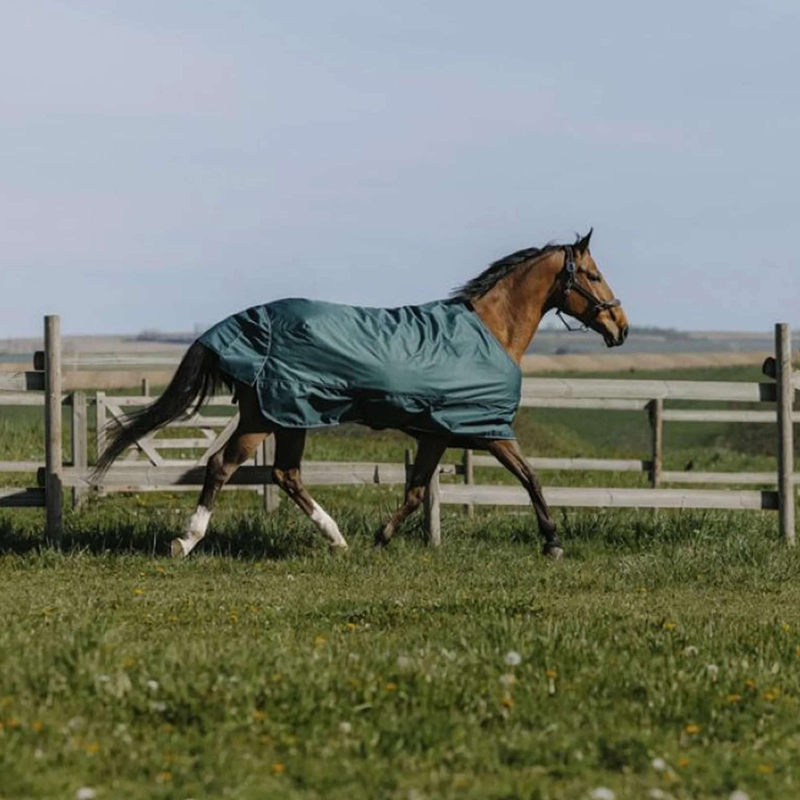 EQUITHÈME Outdoordecke Tyrex 600D Standard 150g Grün EQUITHÈME Outdoordecke Tyrex 600D Standard 150g Grün