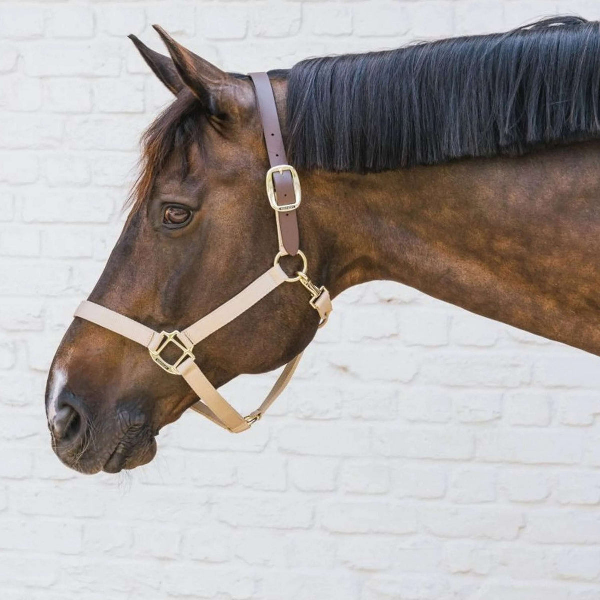 Kentucky Halfter Nylon Breakaway Halsstück Braun