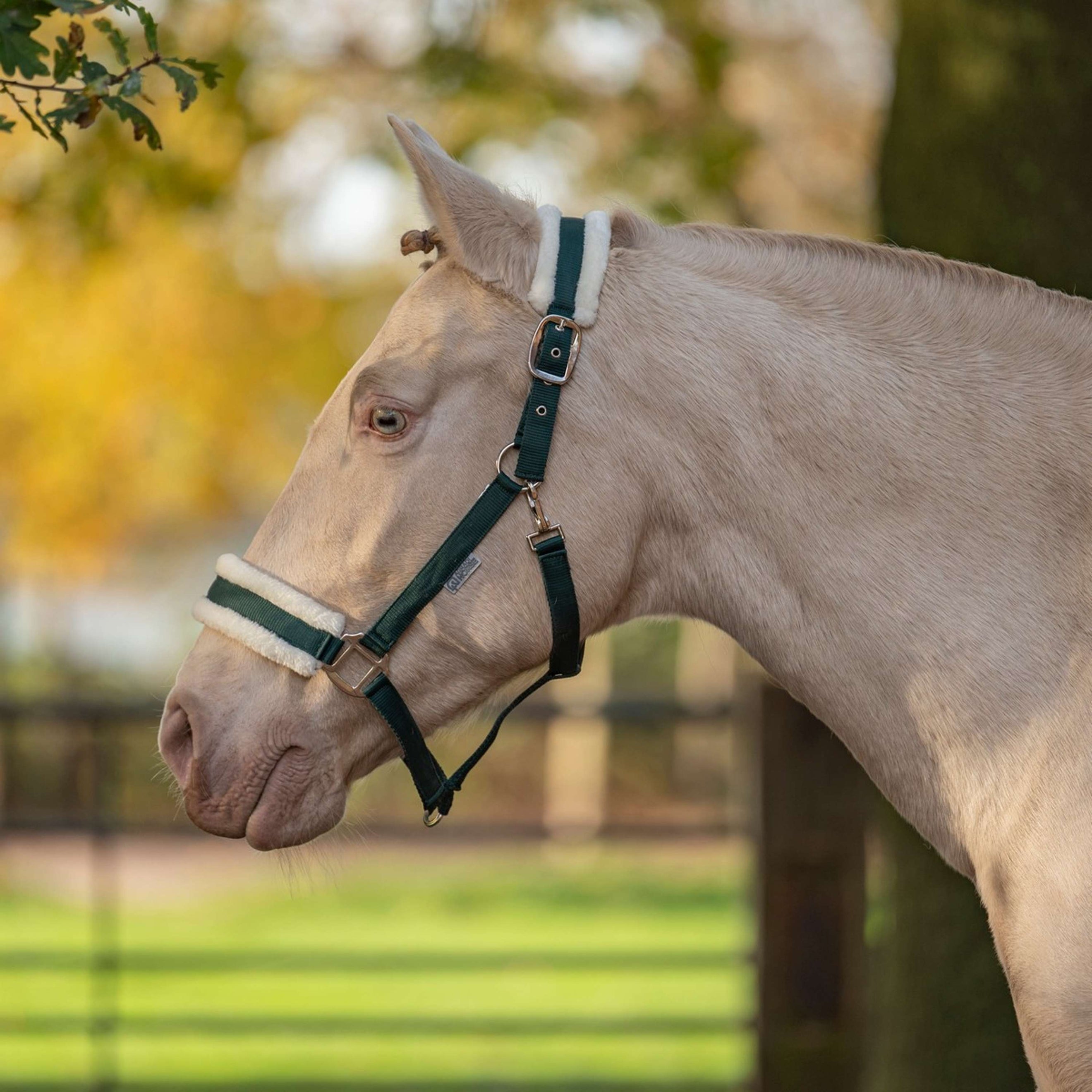Agradi Horse Halfter First Fir Green Agradi Horse Halfter First Fir Green