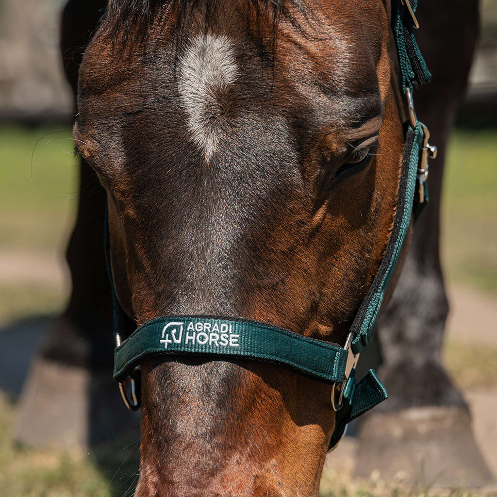 Agradi Horse Halfter Athletic Fir Green