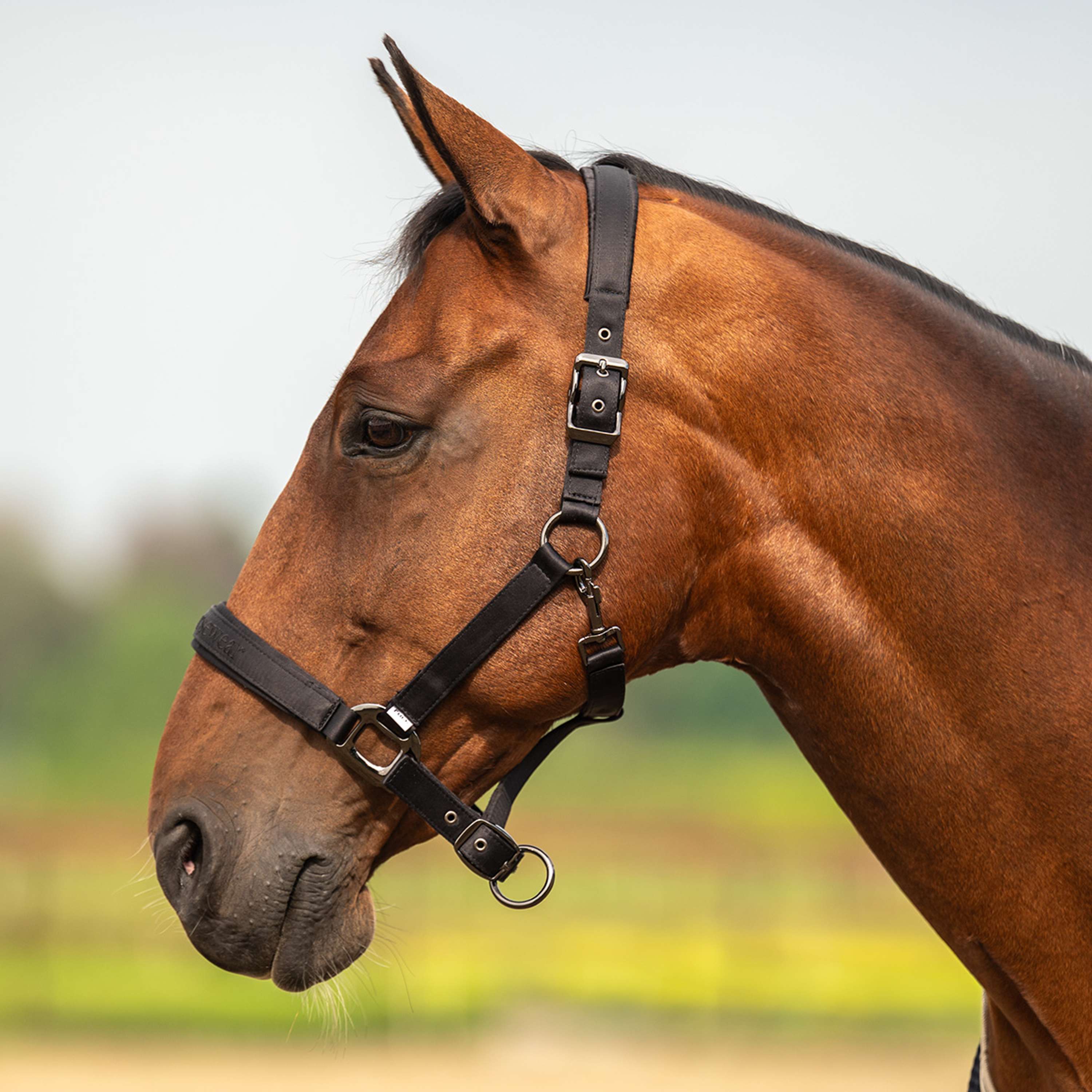 Velder Horsewear Premium Halfter Satin Glow Schwarz