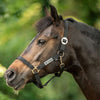 Velder Horsewear Essentials Halfter Basic Schwarz