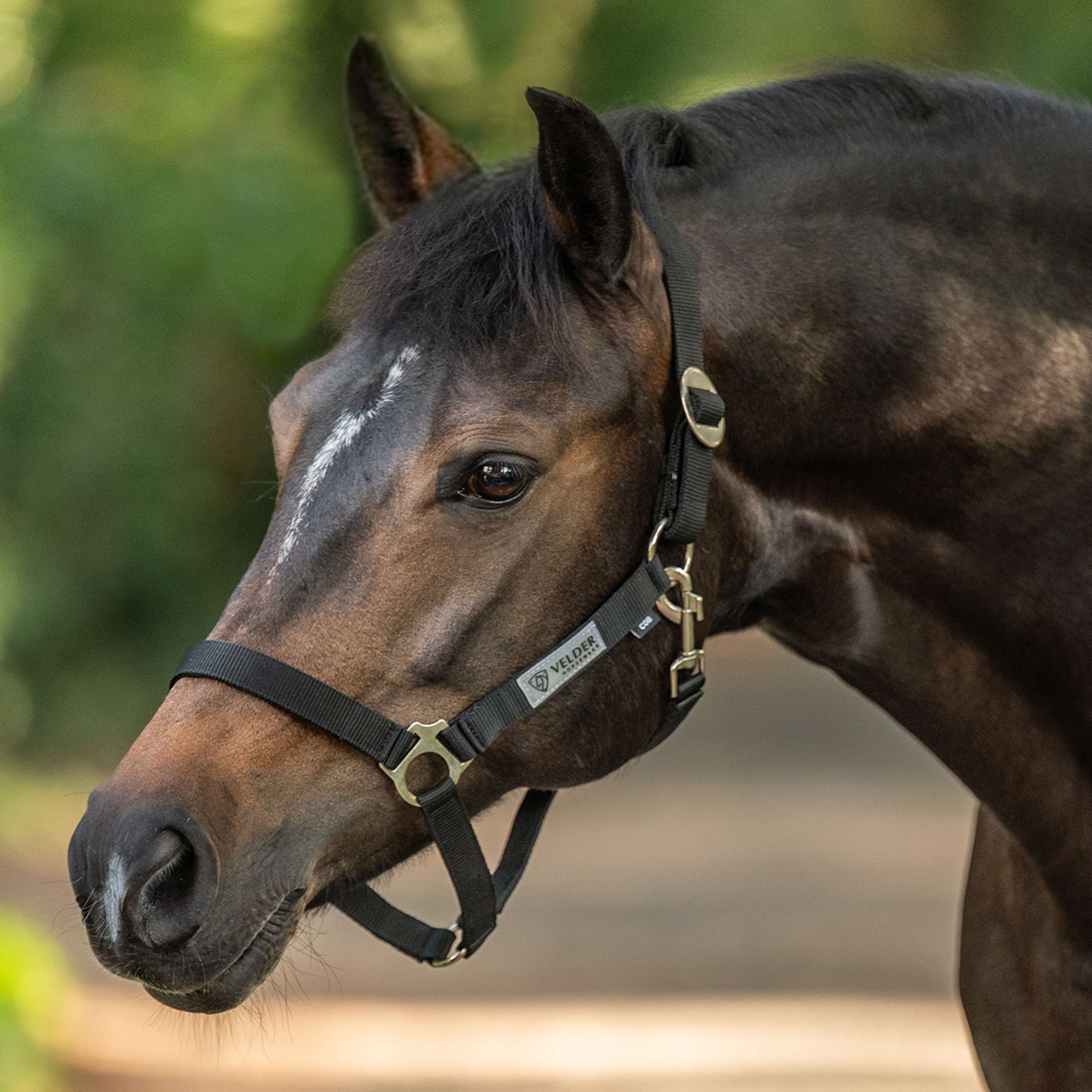 Velder Horsewear Essentials Halfter Basic Schwarz