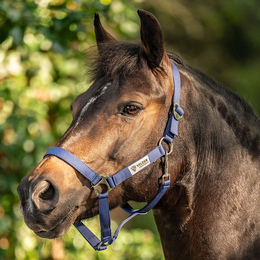 Velder Horsewear Essentials Halfter Basic Navy