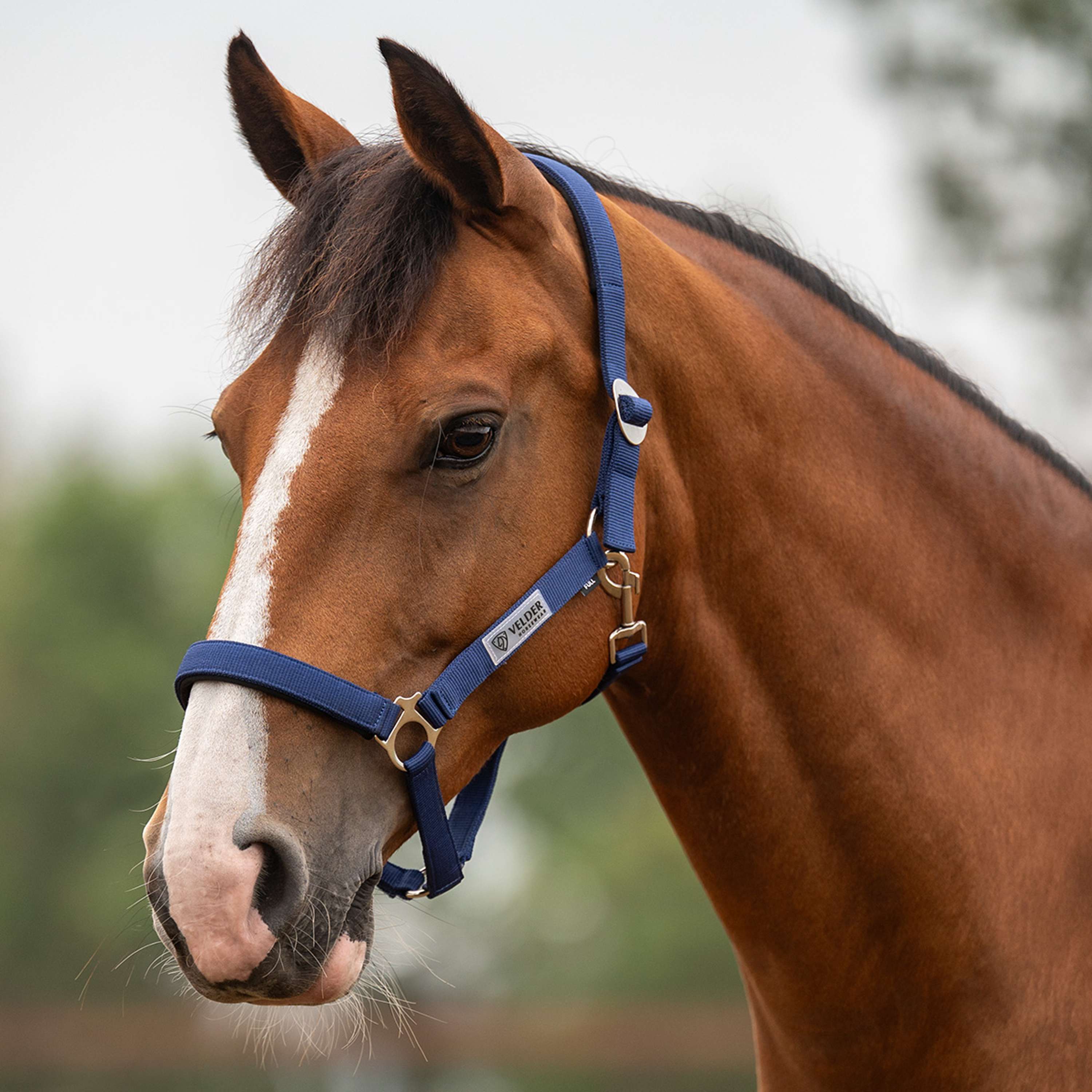 Velder Horsewear Essentials Halfter Basic Padded Navy