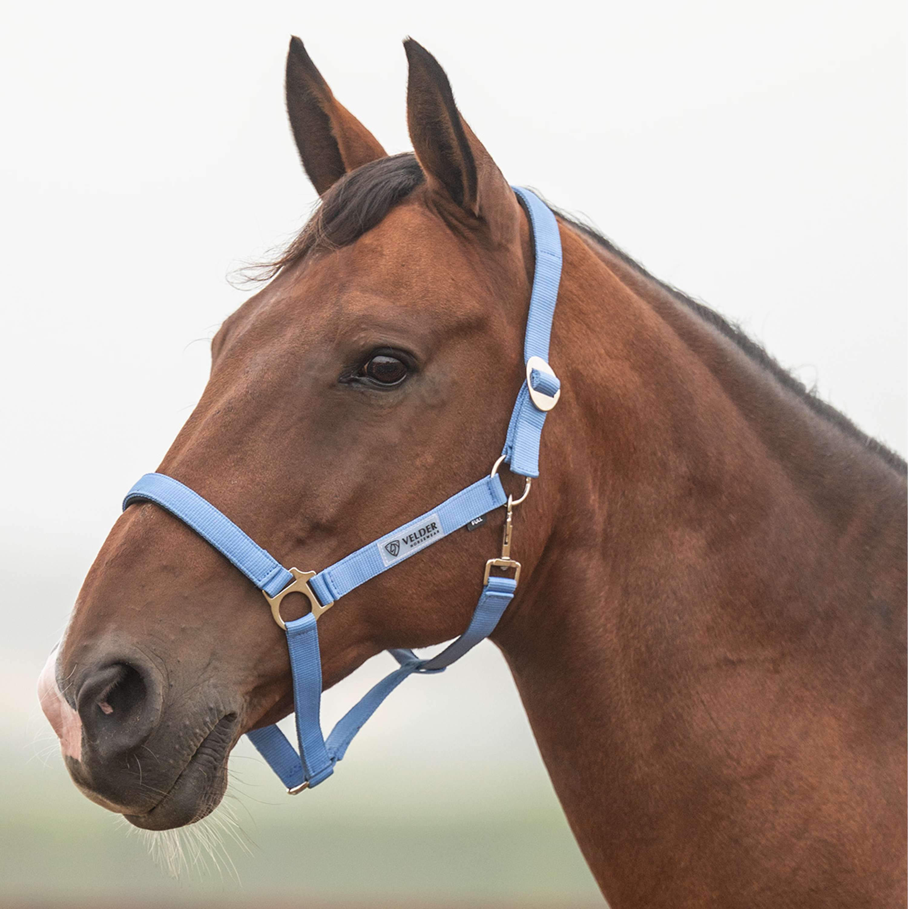 Velder Horsewear Essentials Halfter Basic Padded Bright Cornflower