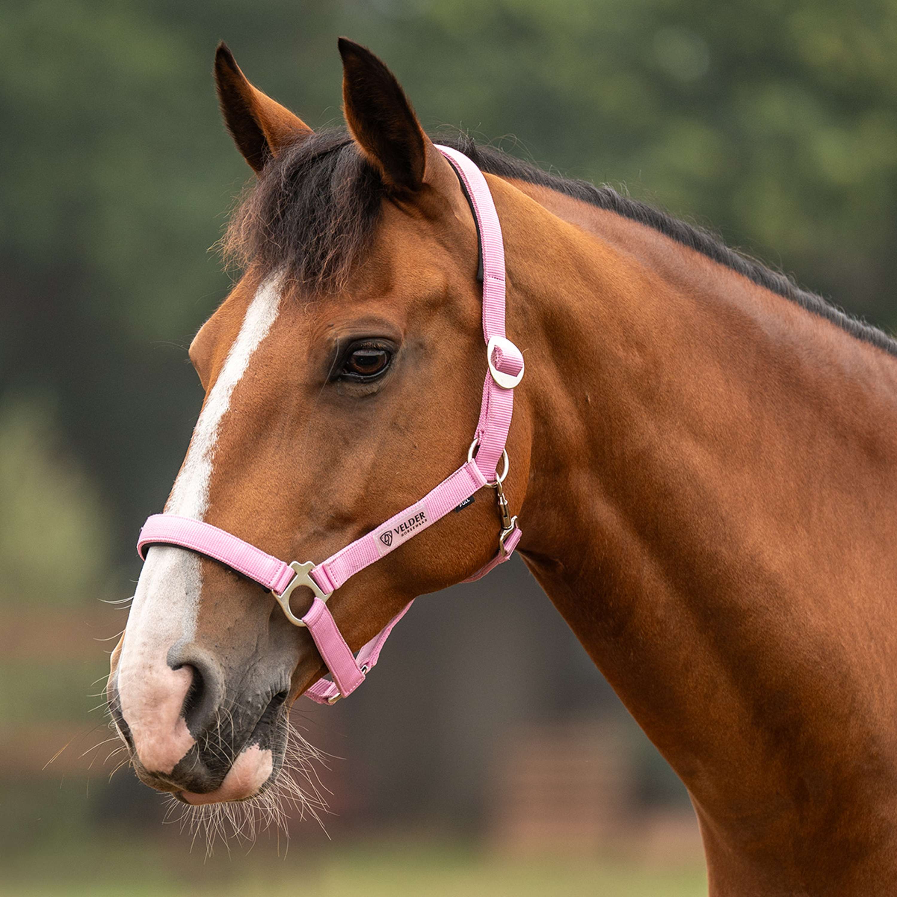Velder Horsewear Essentials Halfter Basic Padded Pop Pink