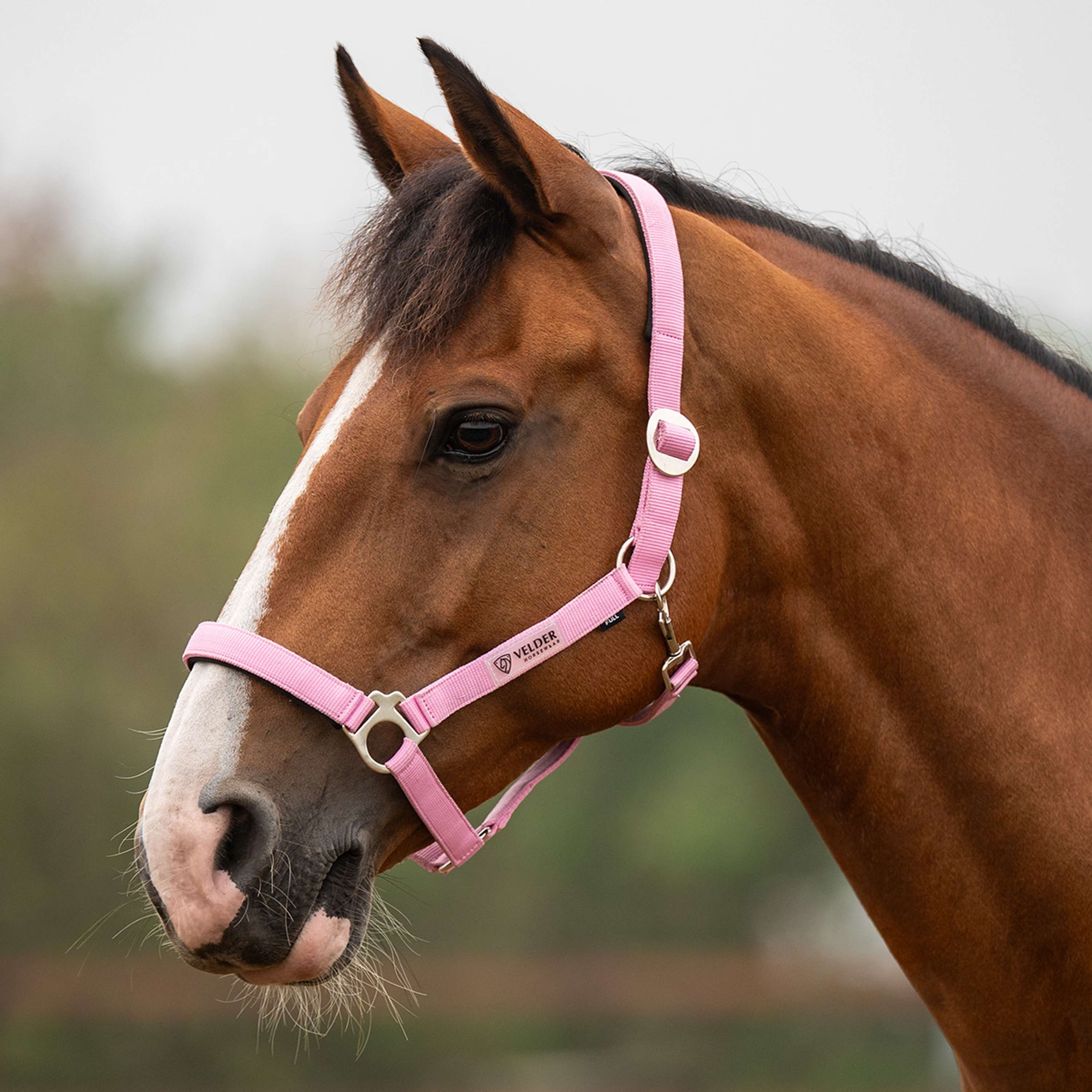 Velder Horsewear Essentials Halfter Basic Padded Pop Pink
