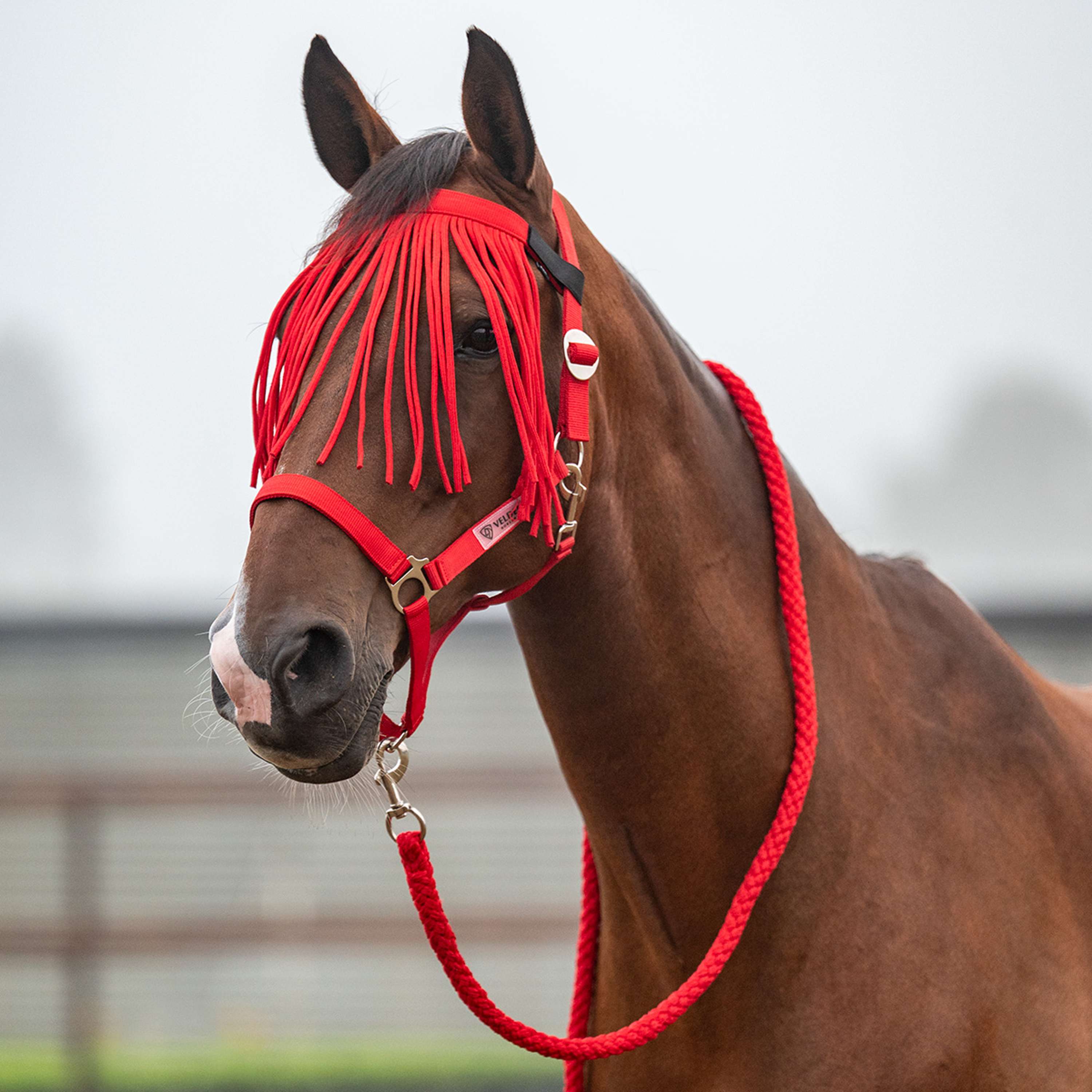 Velder Horsewear Essentials Halfterset Basic Summer High Risk Red