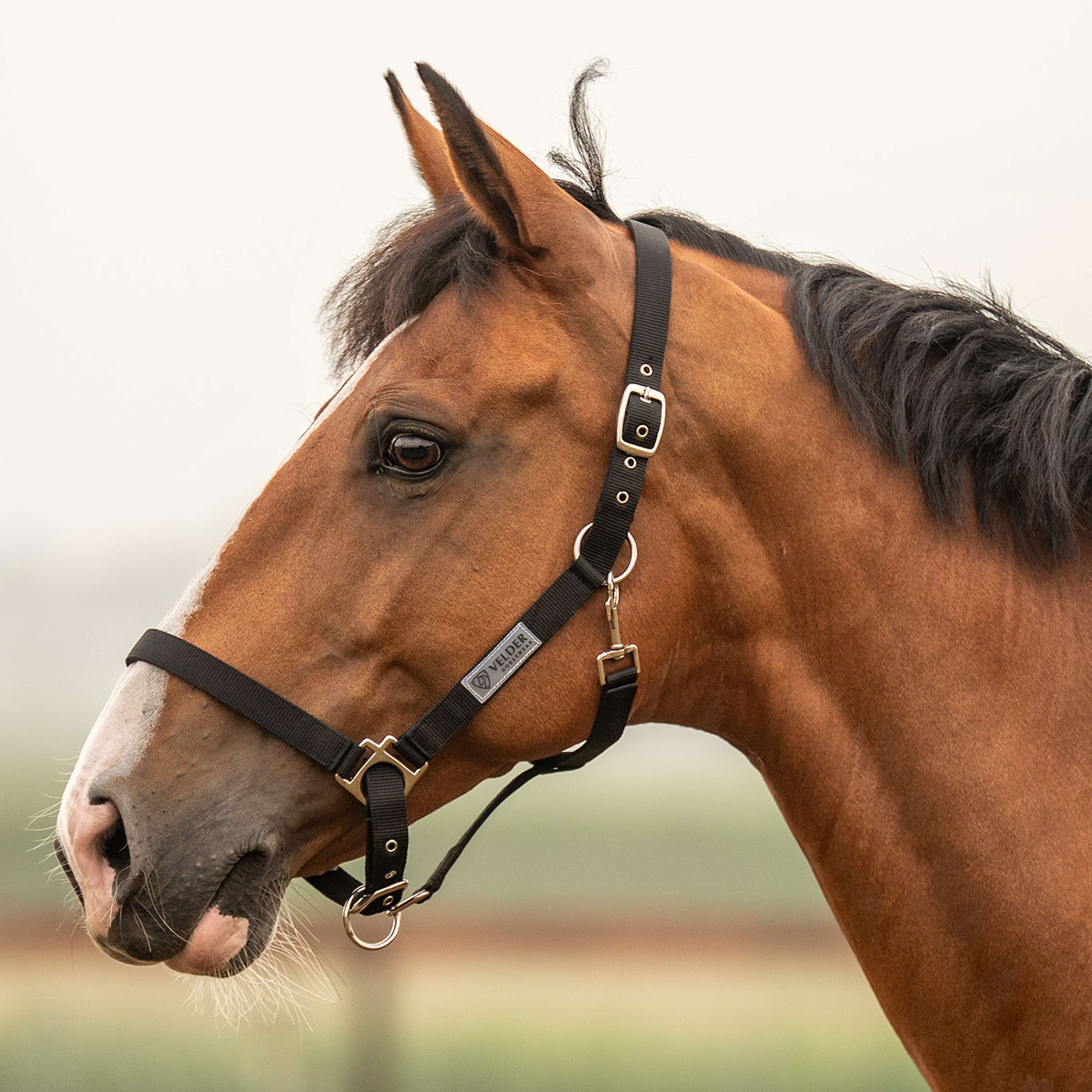 Velder Horsewear Essentials Halfter Triple Adjustable Schwarz