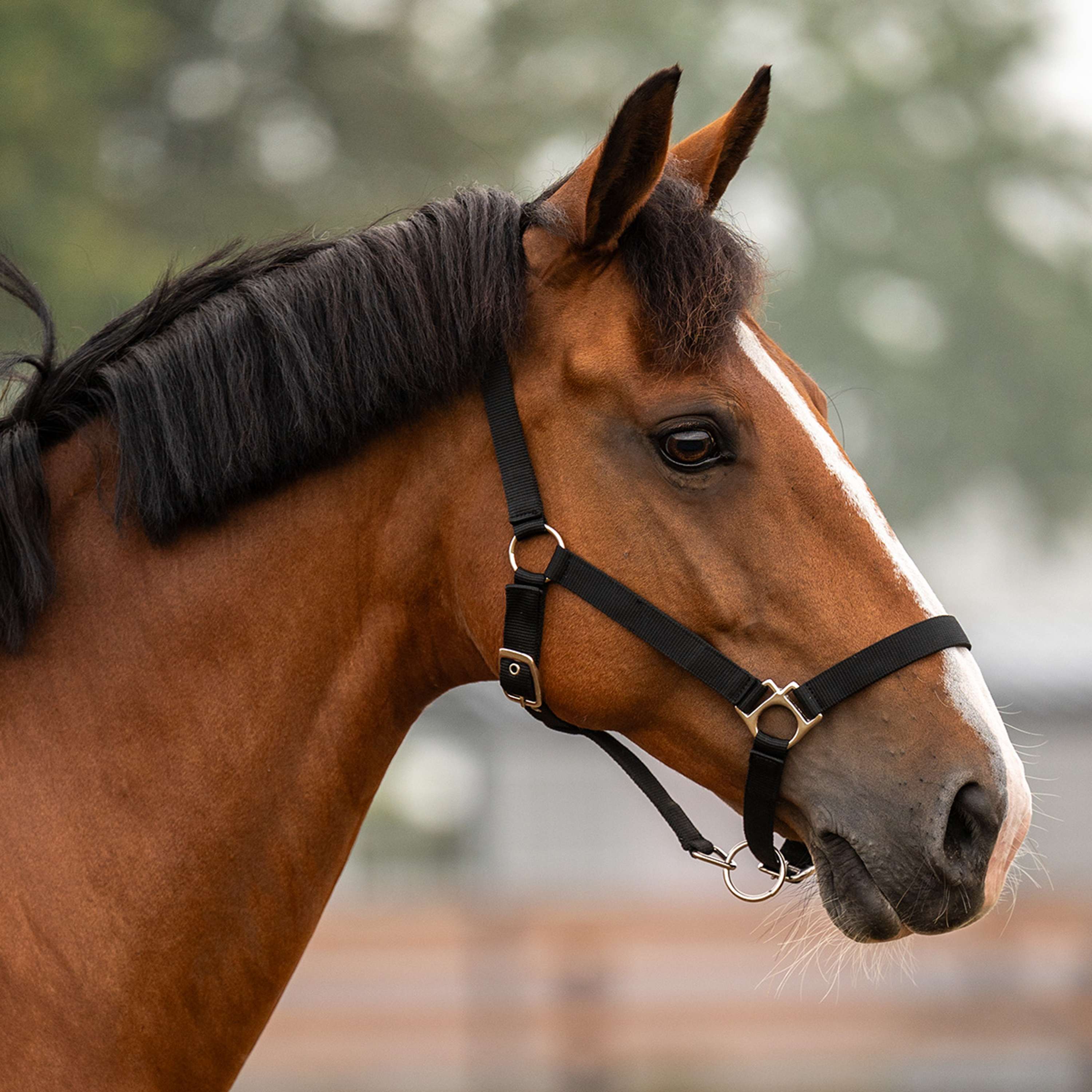 Velder Horsewear Essentials Halfter Triple Adjustable Schwarz
