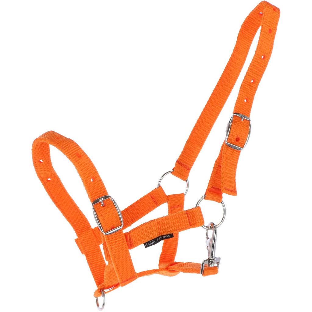 Harry's Horse Fohlenhalfter Orange