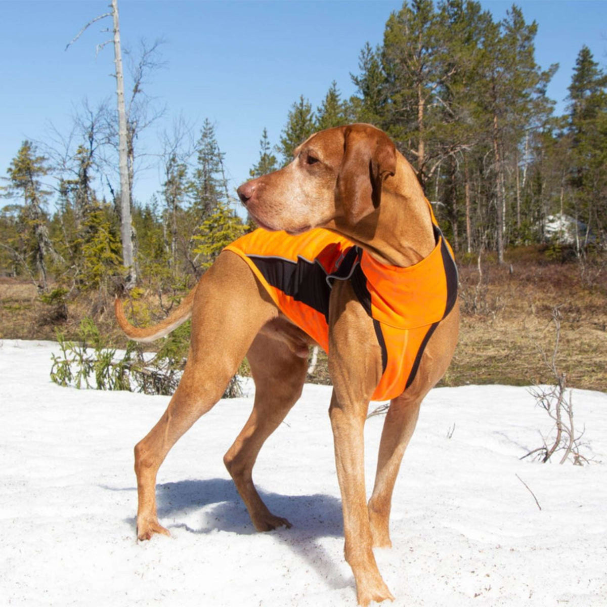 Back on Track Hundejacke Eddie High Visibility Orange