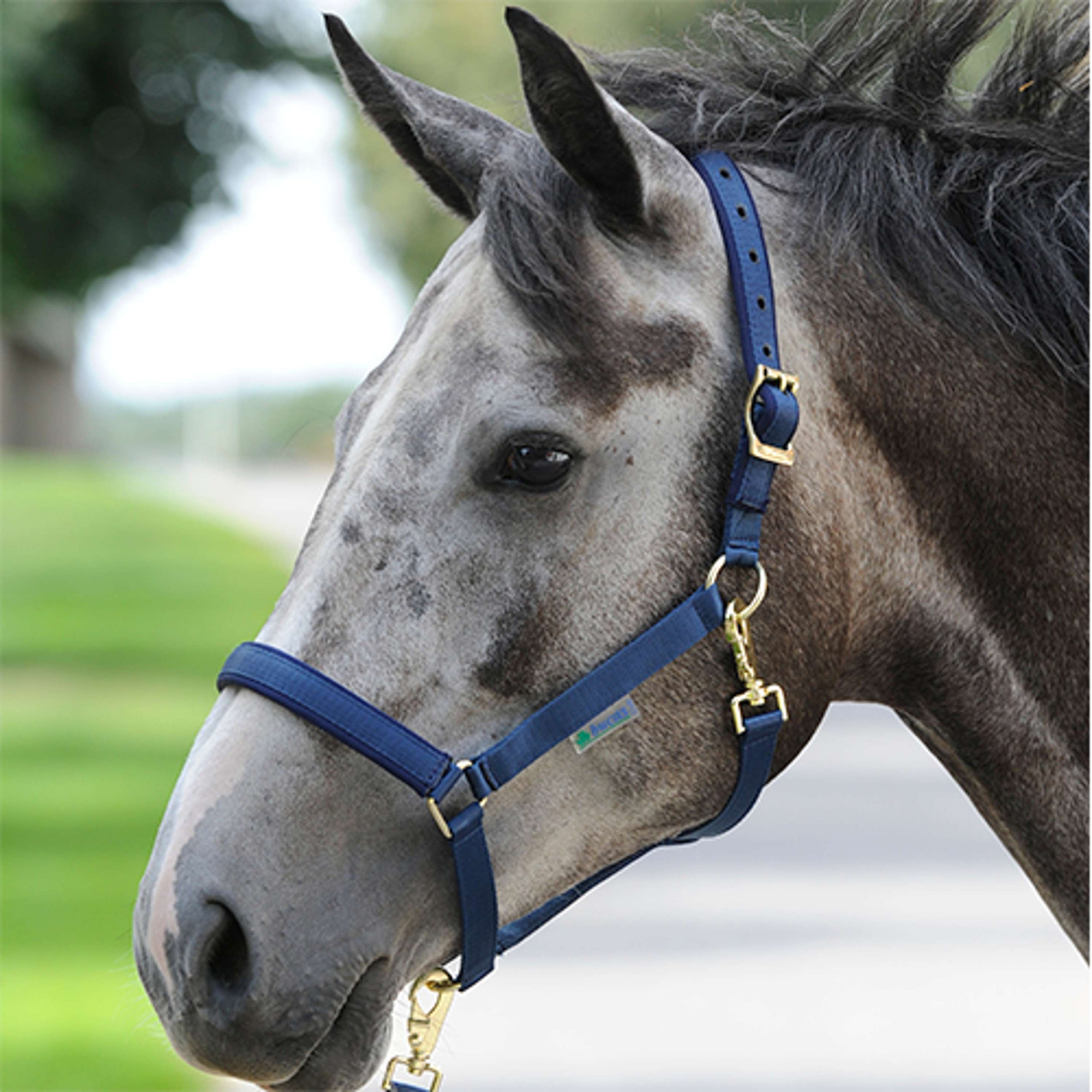 Bucas Halfter Dublin Navy Bucas Halfter Dublin Navy
