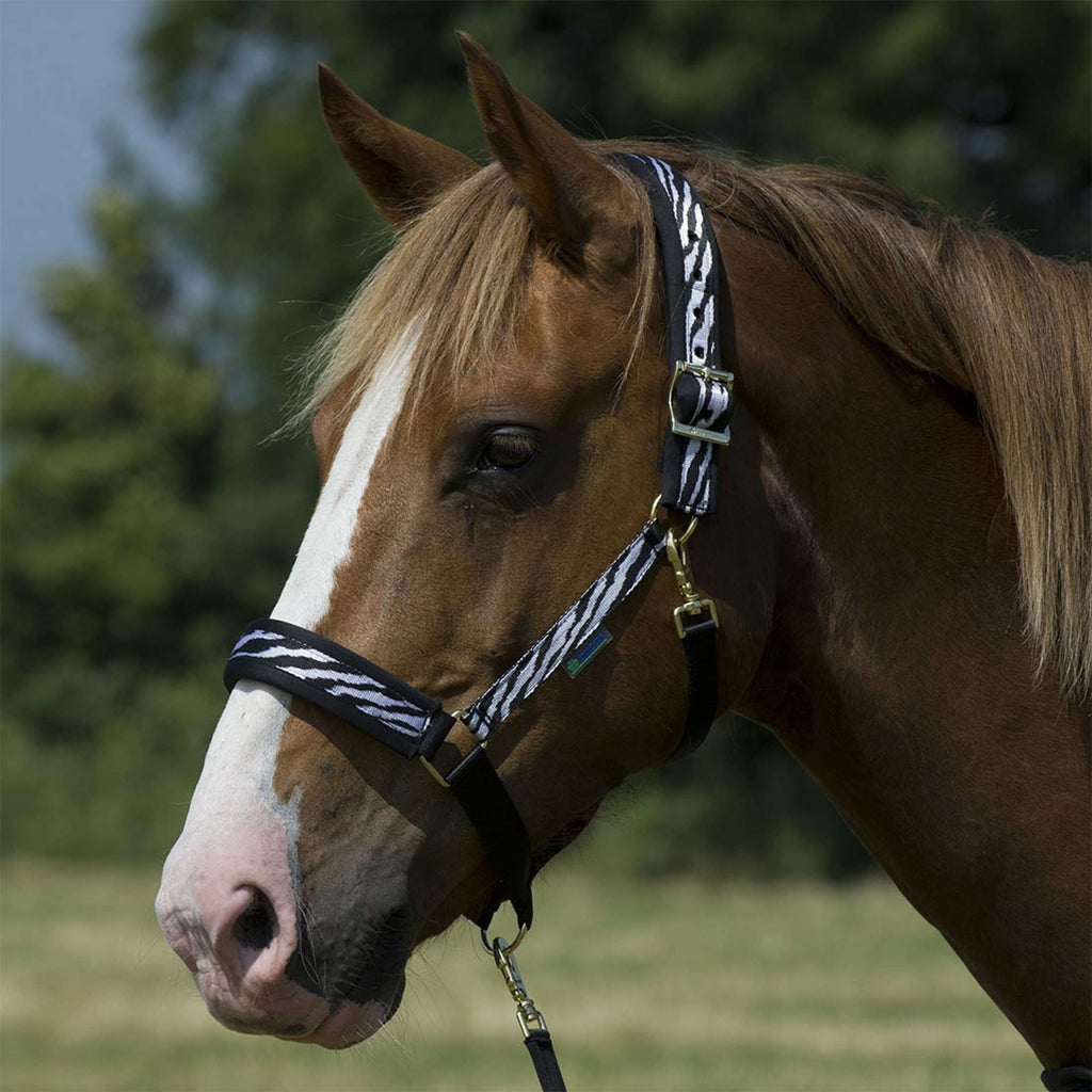 Bucas Halfter Dublin Fohlen Zebra