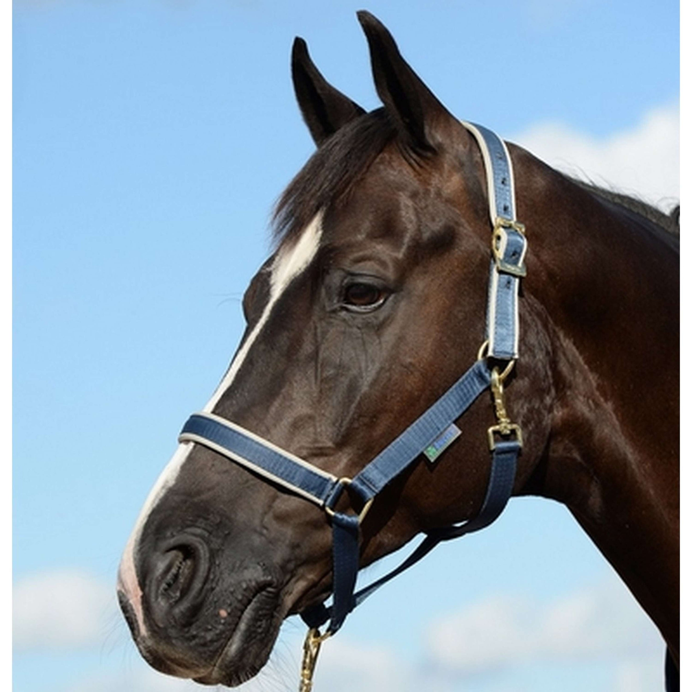 Bucas Halfter Dublin Navy/Silber Bucas Halfter Dublin Navy/Silber