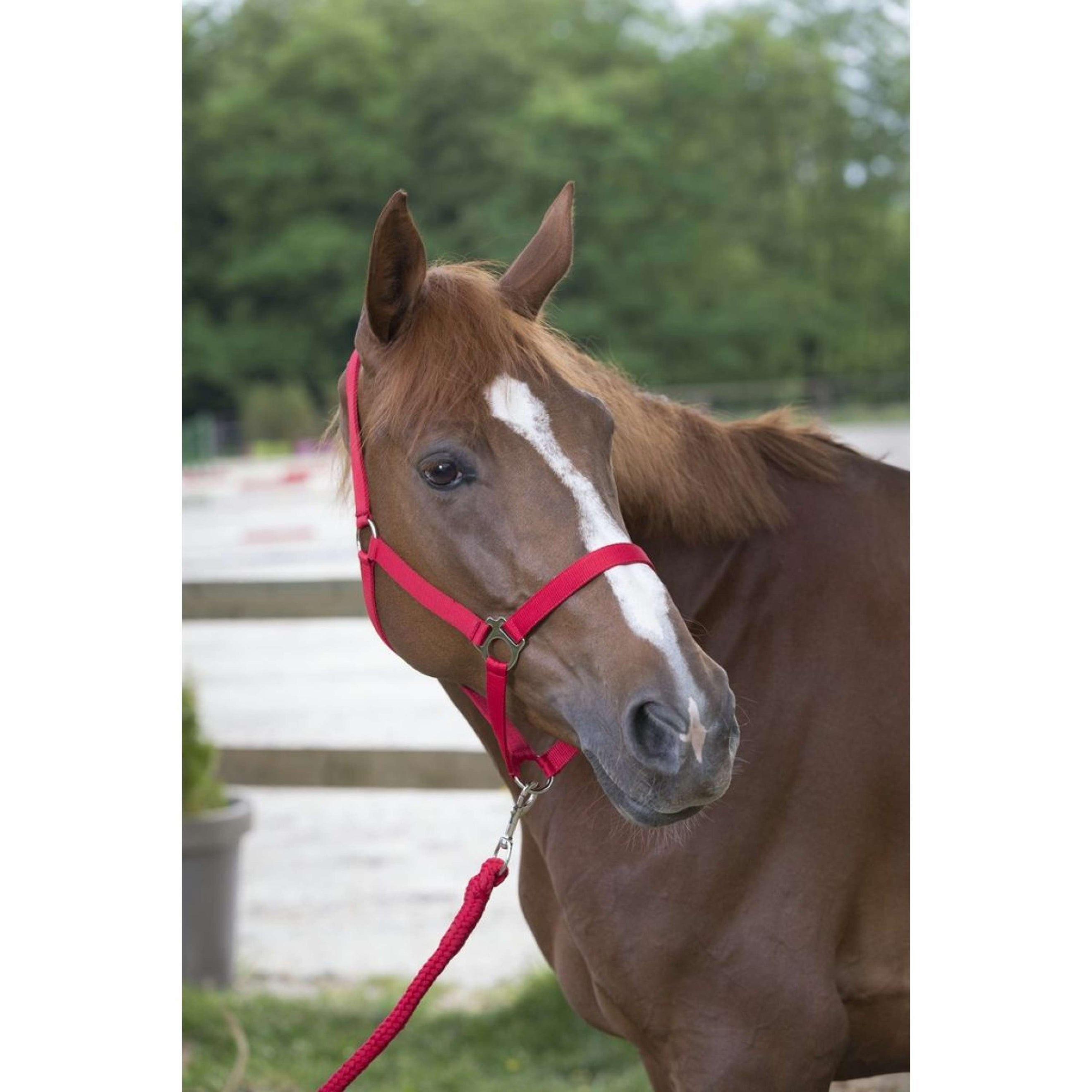 Riding World Halfterset Club mit Seil Rot Riding World Halfterset Club mit Seil Rot