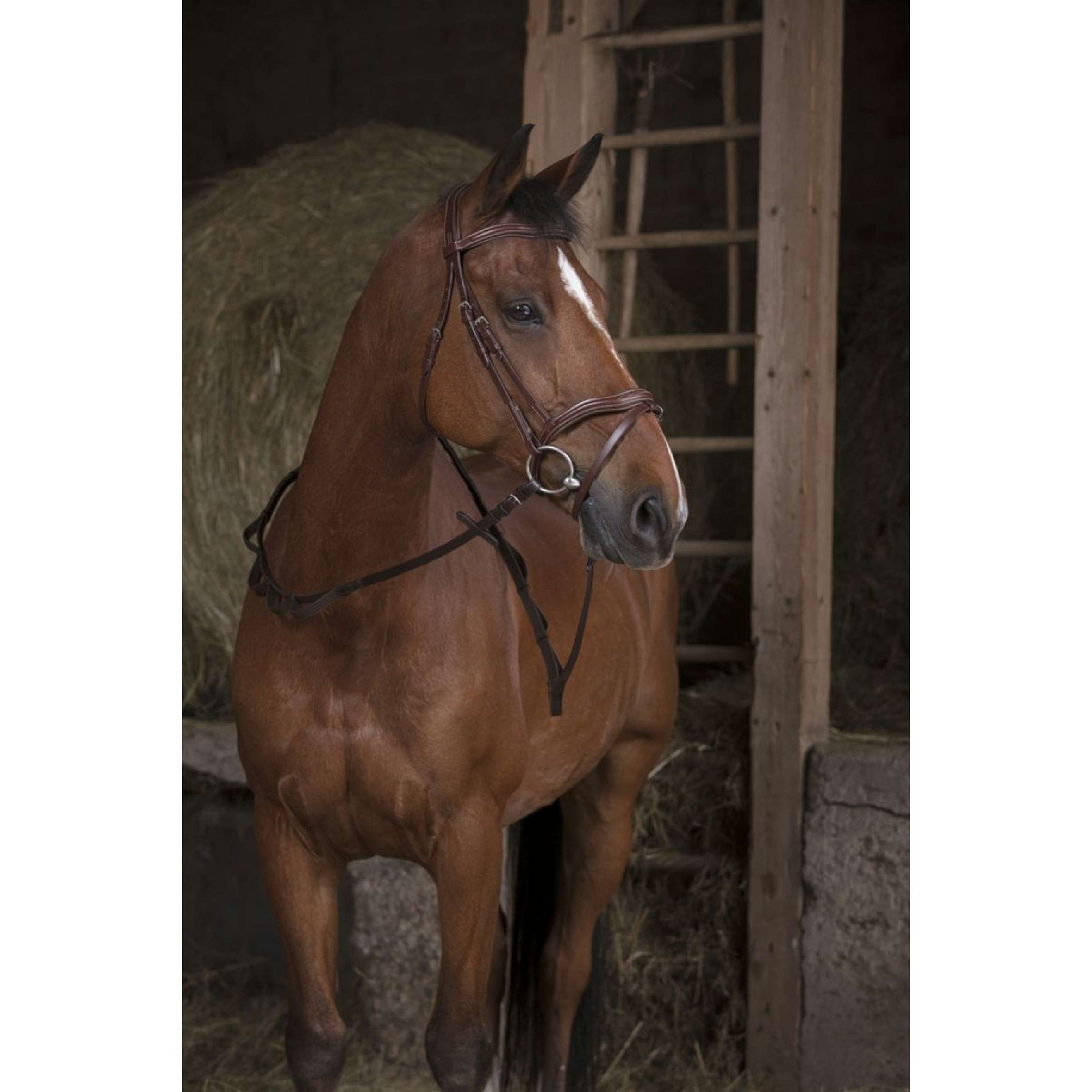 Norton Zügel Pro Hunting mit Griffen Havanna Norton Zügel Pro Hunting mit Griffen Havanna
