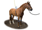 Equine Legcooler variante 2