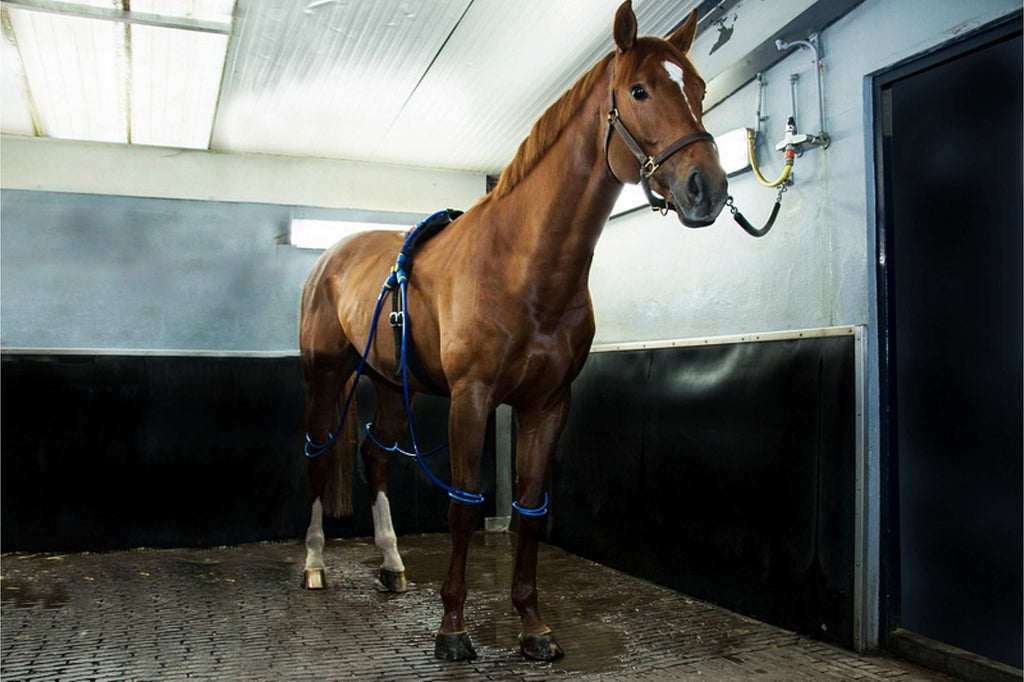 Equine Legcooler variante 2