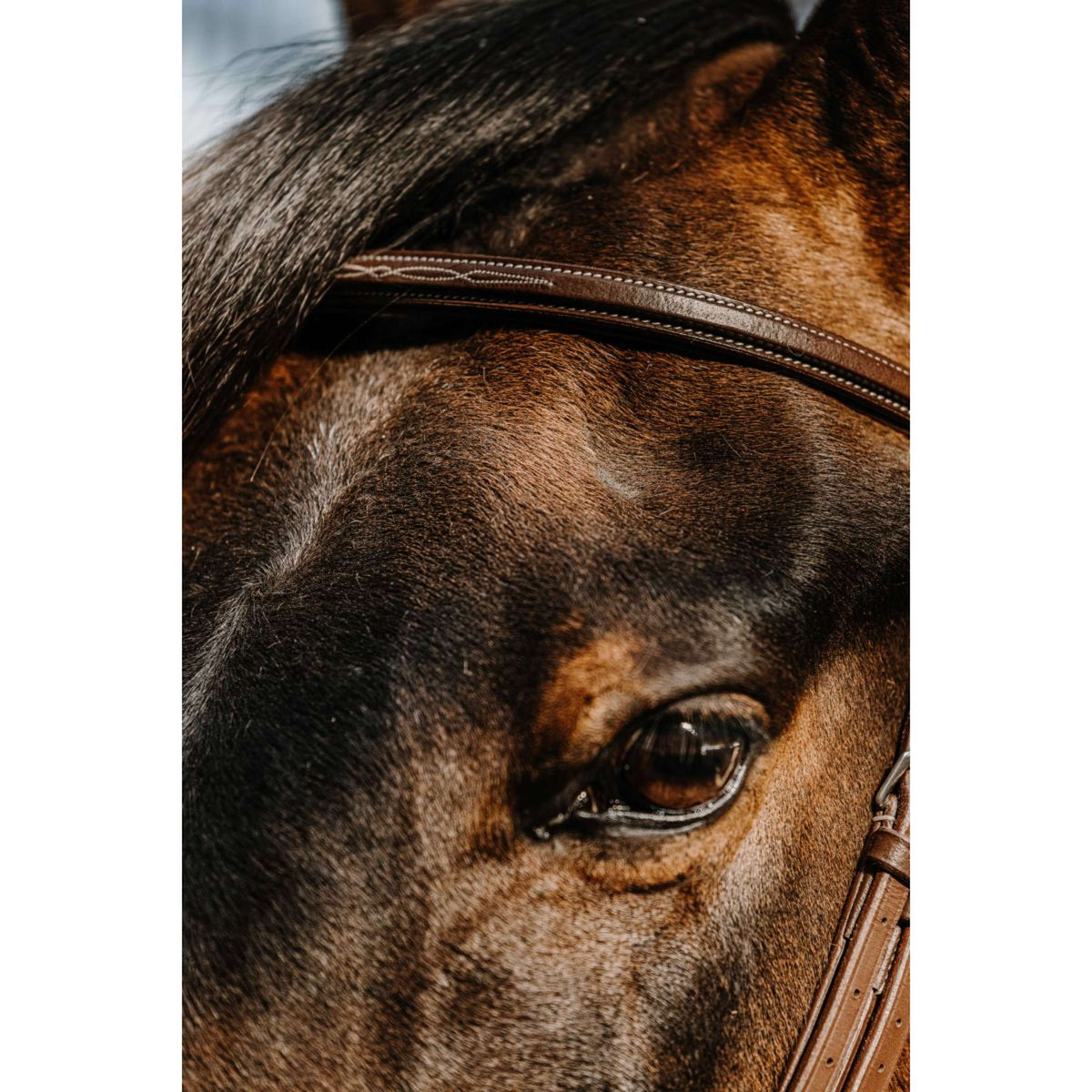 Norton Zaum Hunter Comfy Havanna