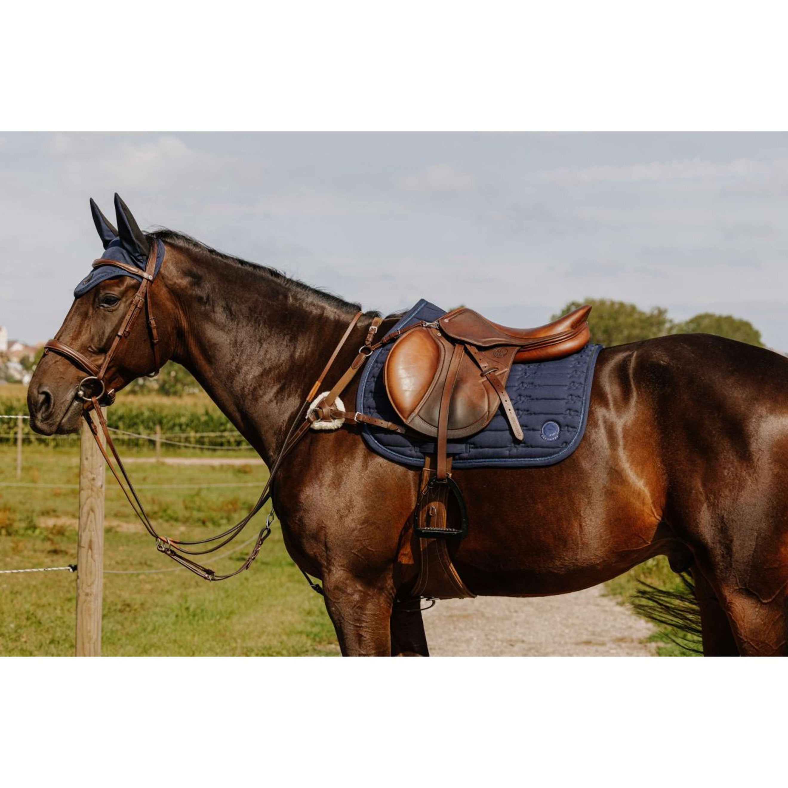 Norton Brustgeschirr 5 Points Havanna