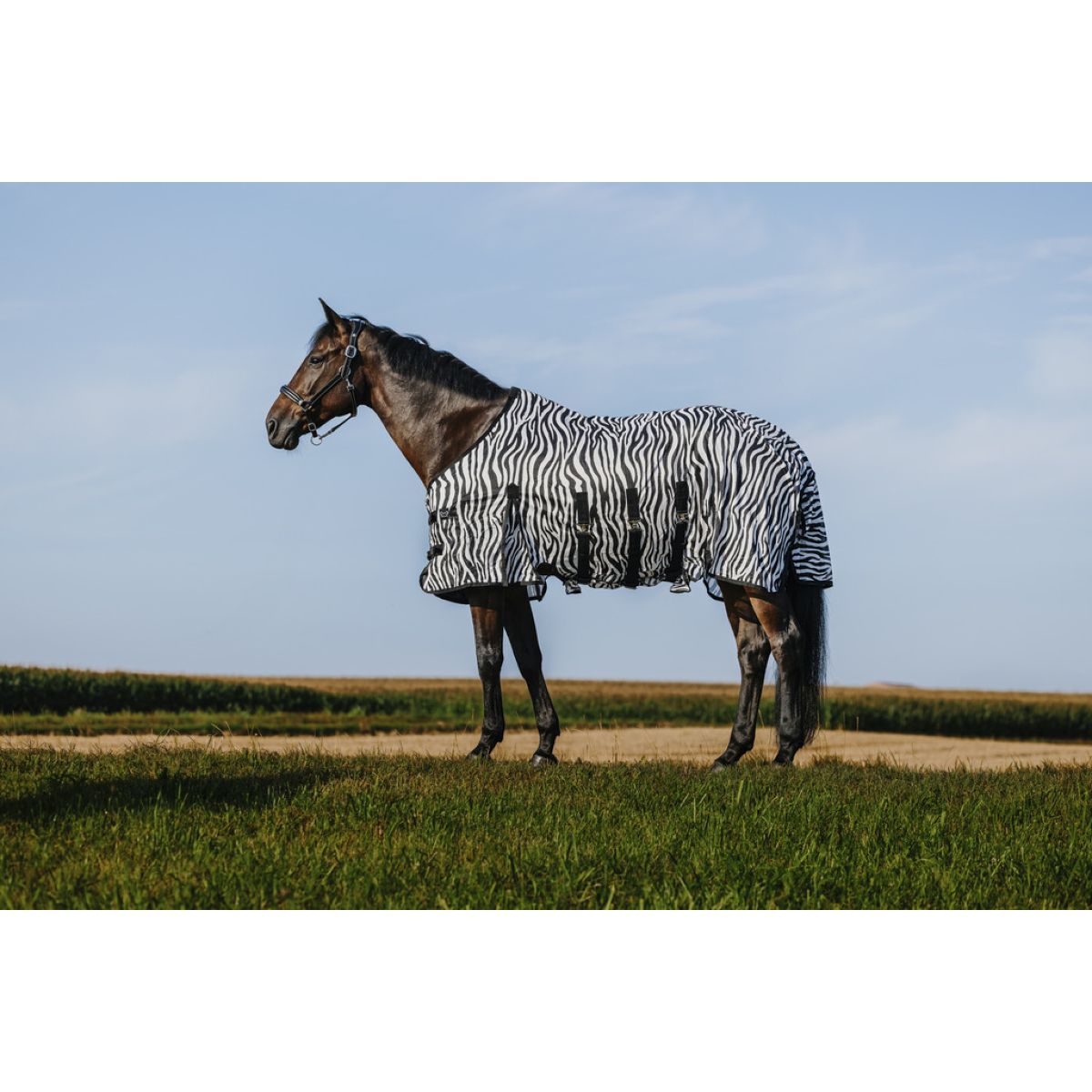 Riding World Fliegendecke Belly Mesh Zebra