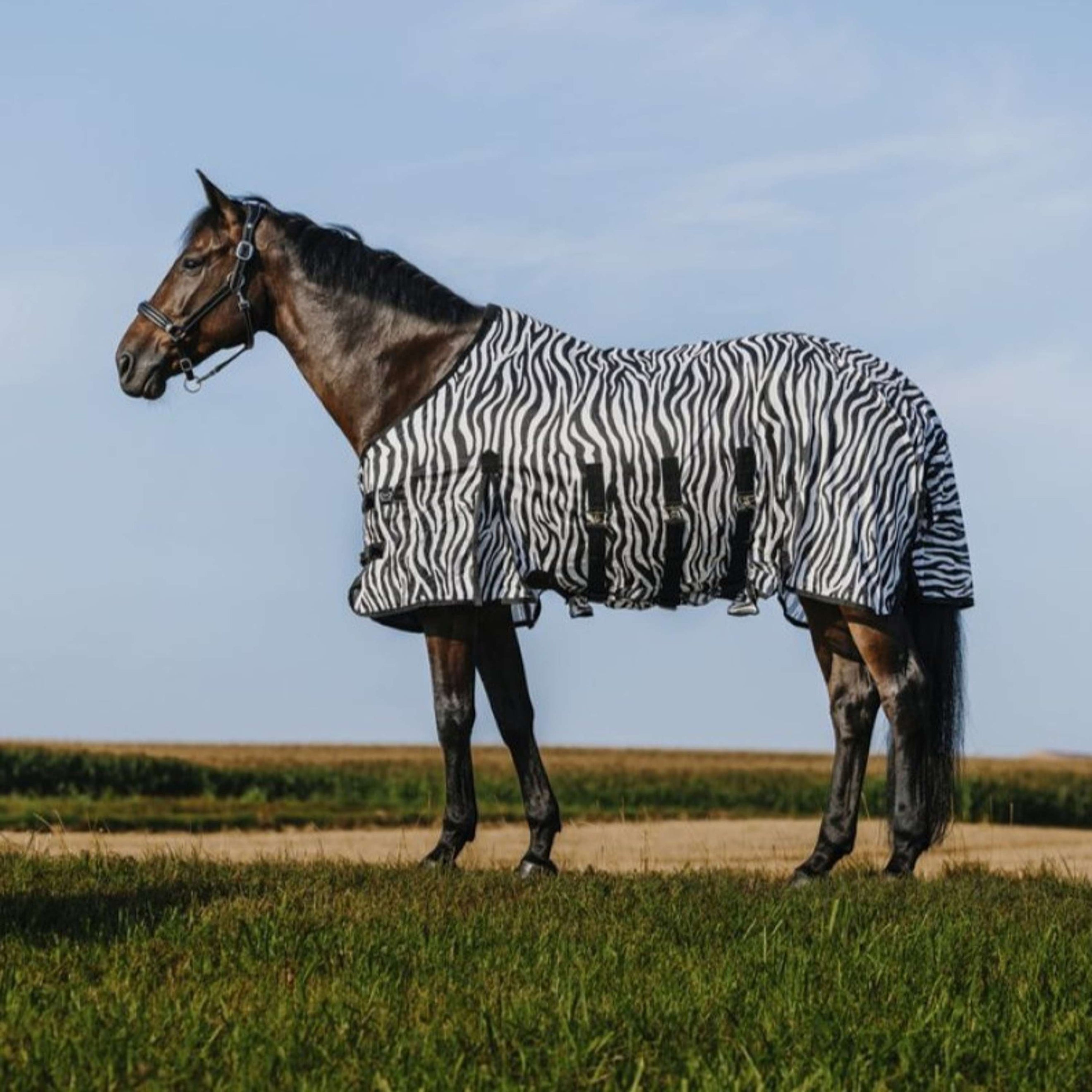 Riding World Fliegendecke Belly Mesh Zebra Riding World Fliegendecke Belly Mesh Zebra
