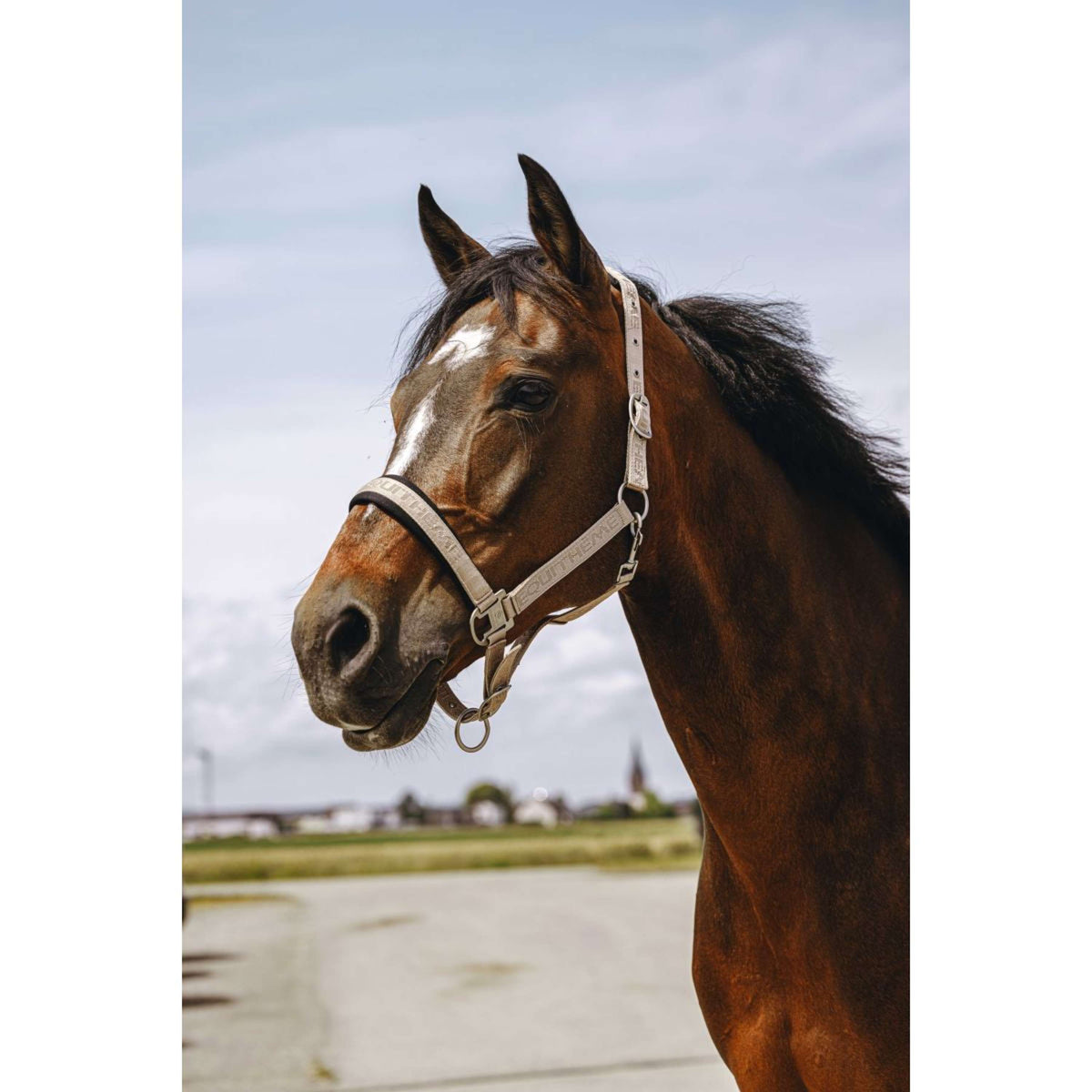 EQUITHÈME Halfter Jacquard Taupe