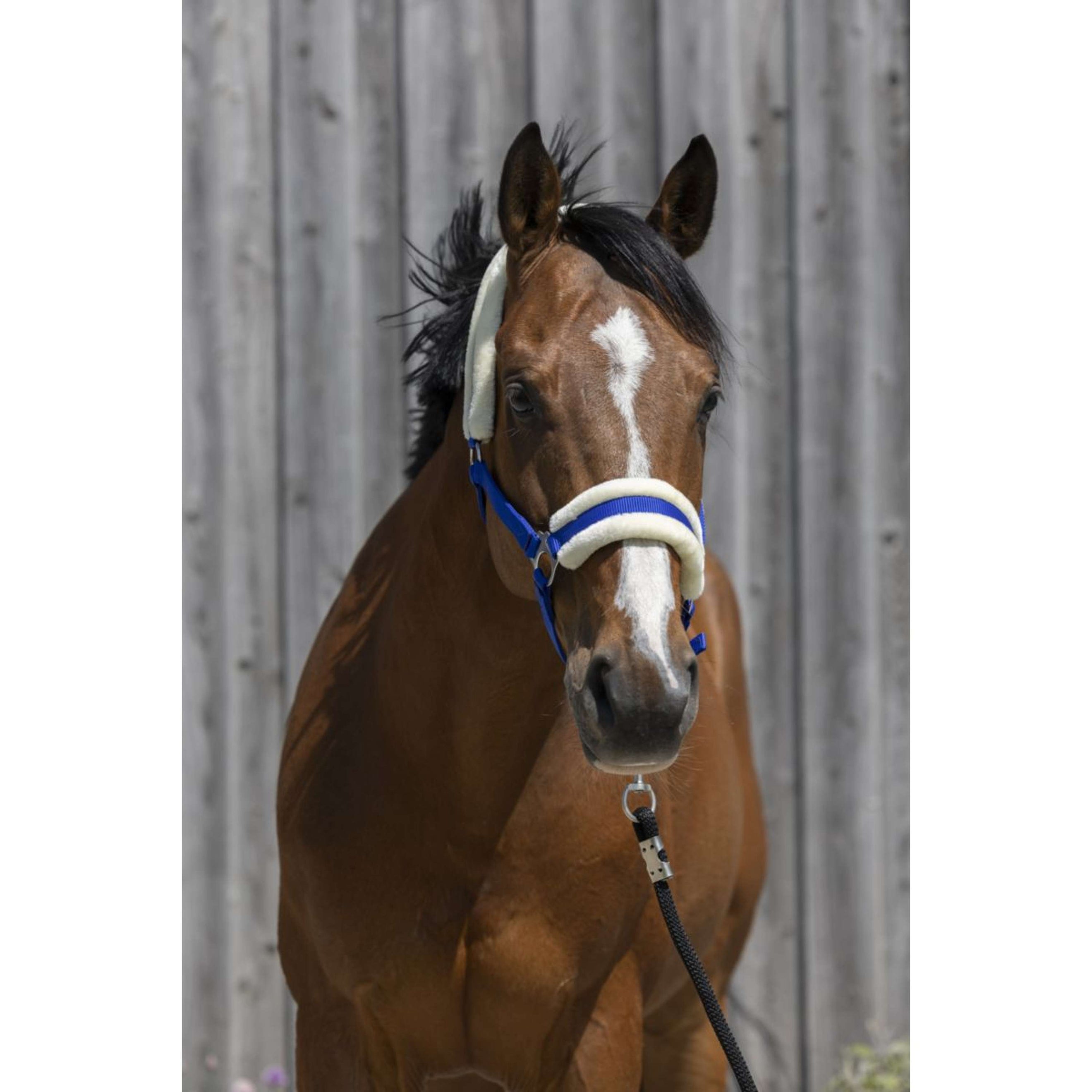 Riding World Halfter Synthetic Fur Blau Riding World Halfter Synthetic Fur Blau