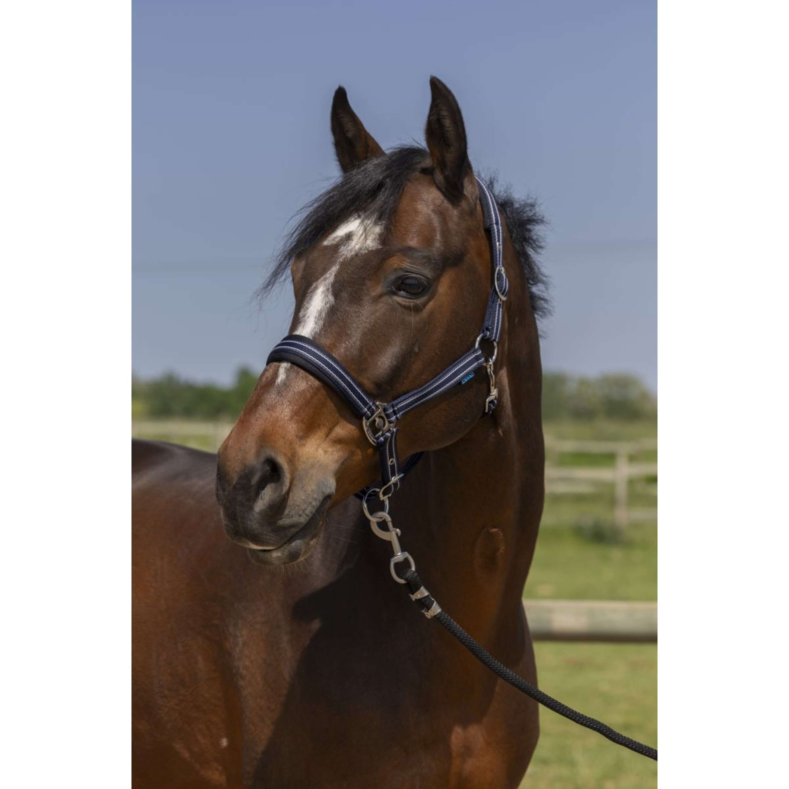 Norton Halfter 4Lines Navy Norton Halfter 4Lines Navy