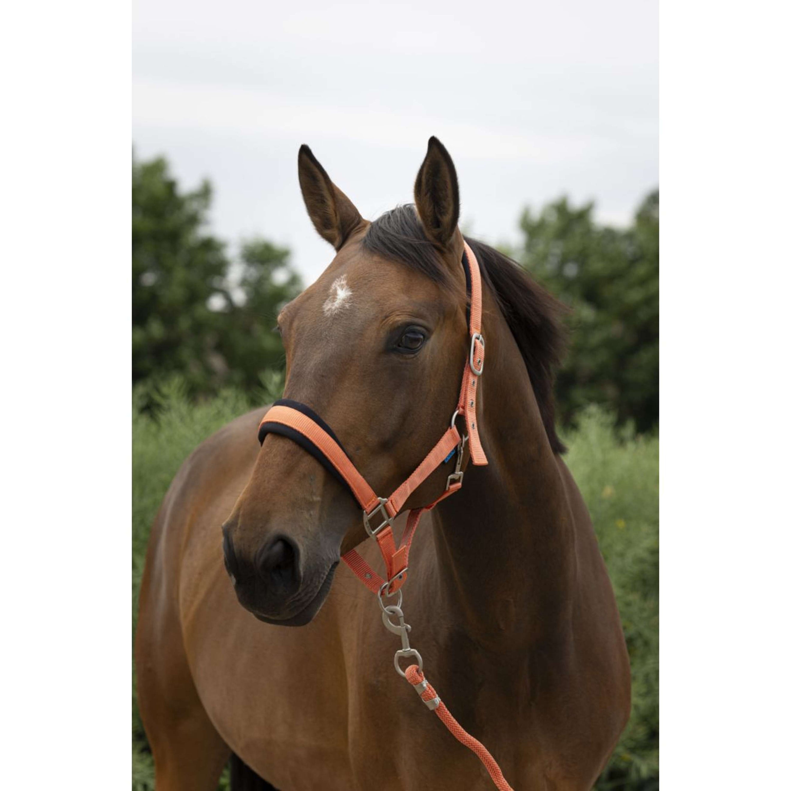 Norton Halfterset Large Koralle Norton Halfterset Large Koralle