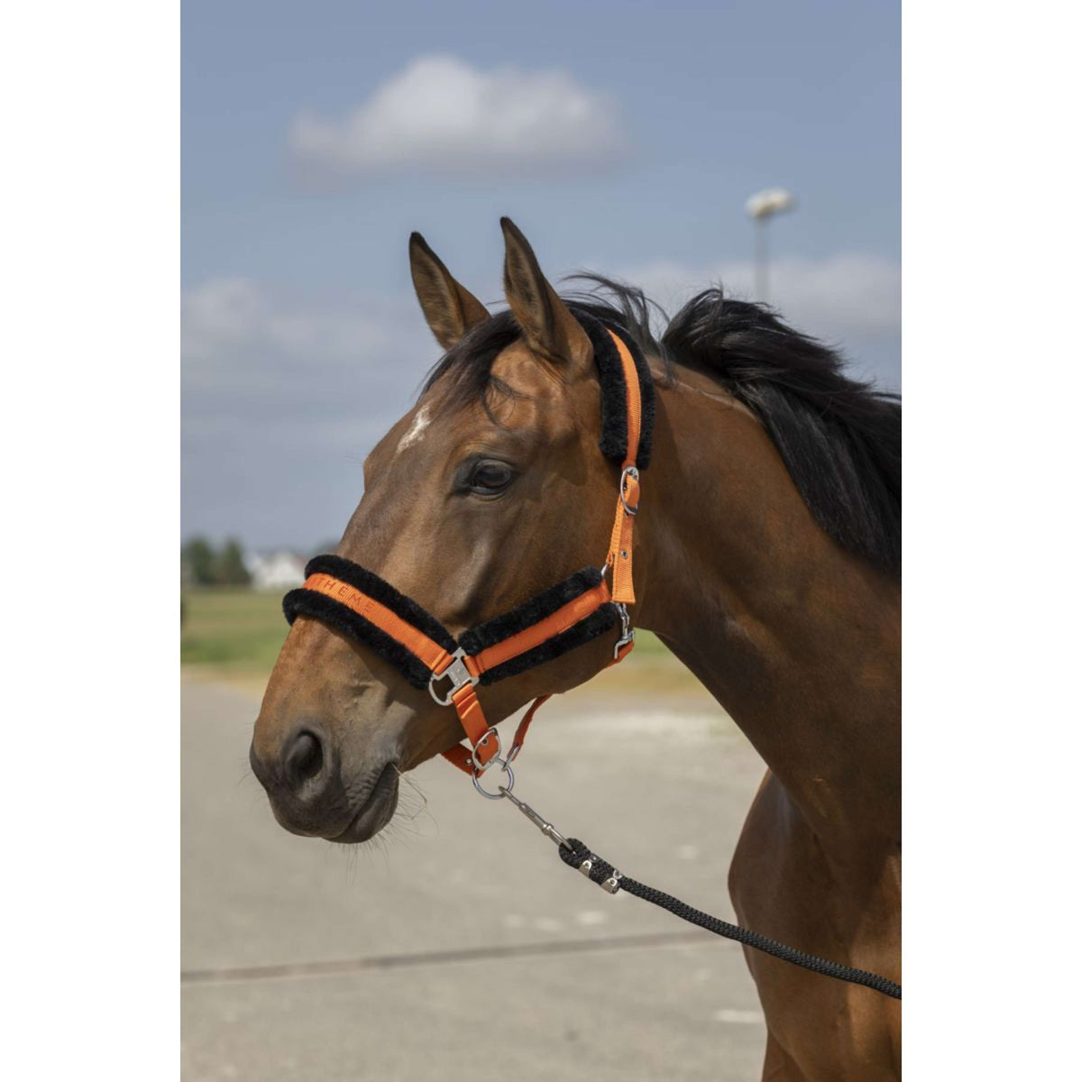 EQUITHÈME Halfter Mouton Nylon Orange/Schwarz