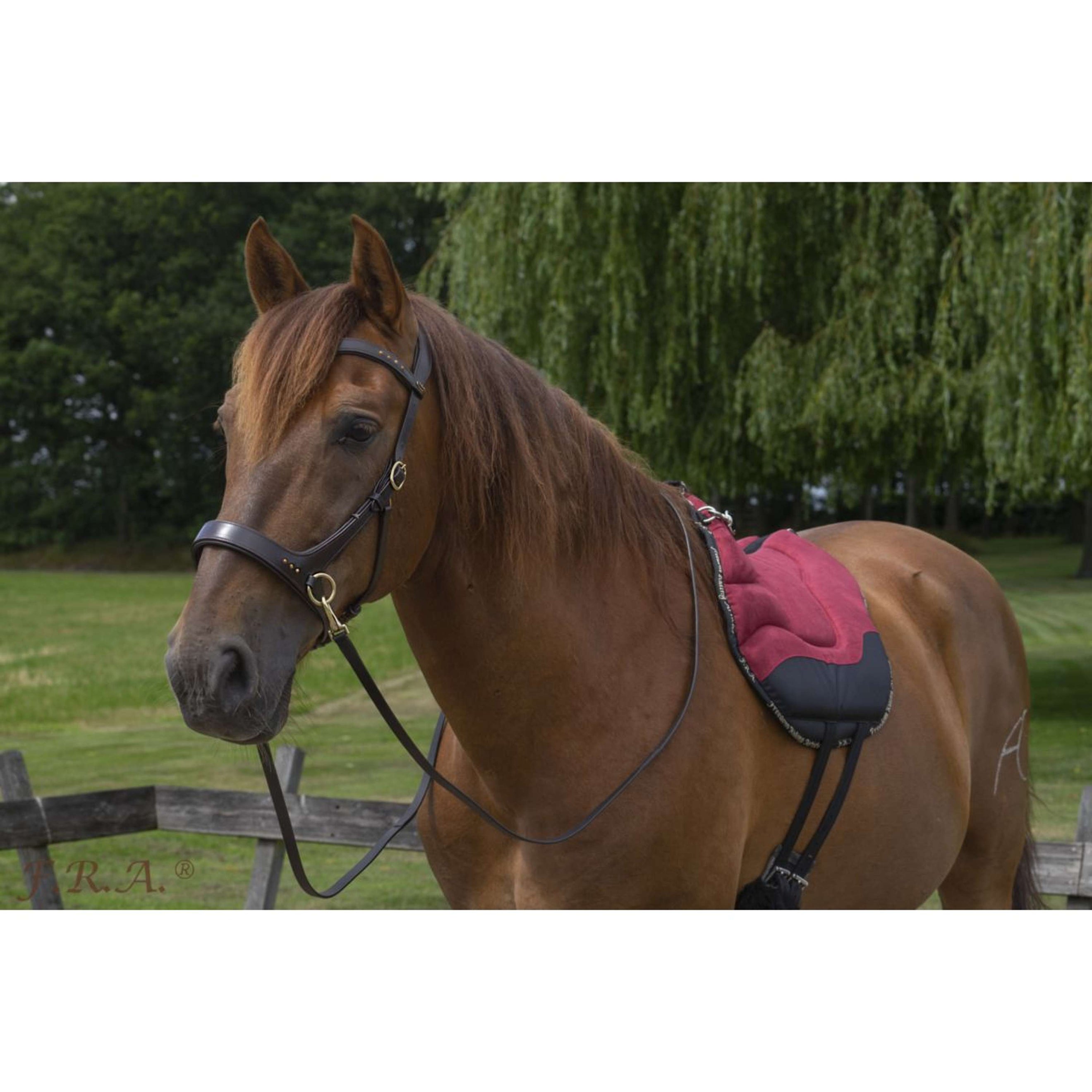 F.R.A. Bareback Pad Dardo Basic Bordeaux F.R.A. Bareback Pad Dardo Basic Bordeaux