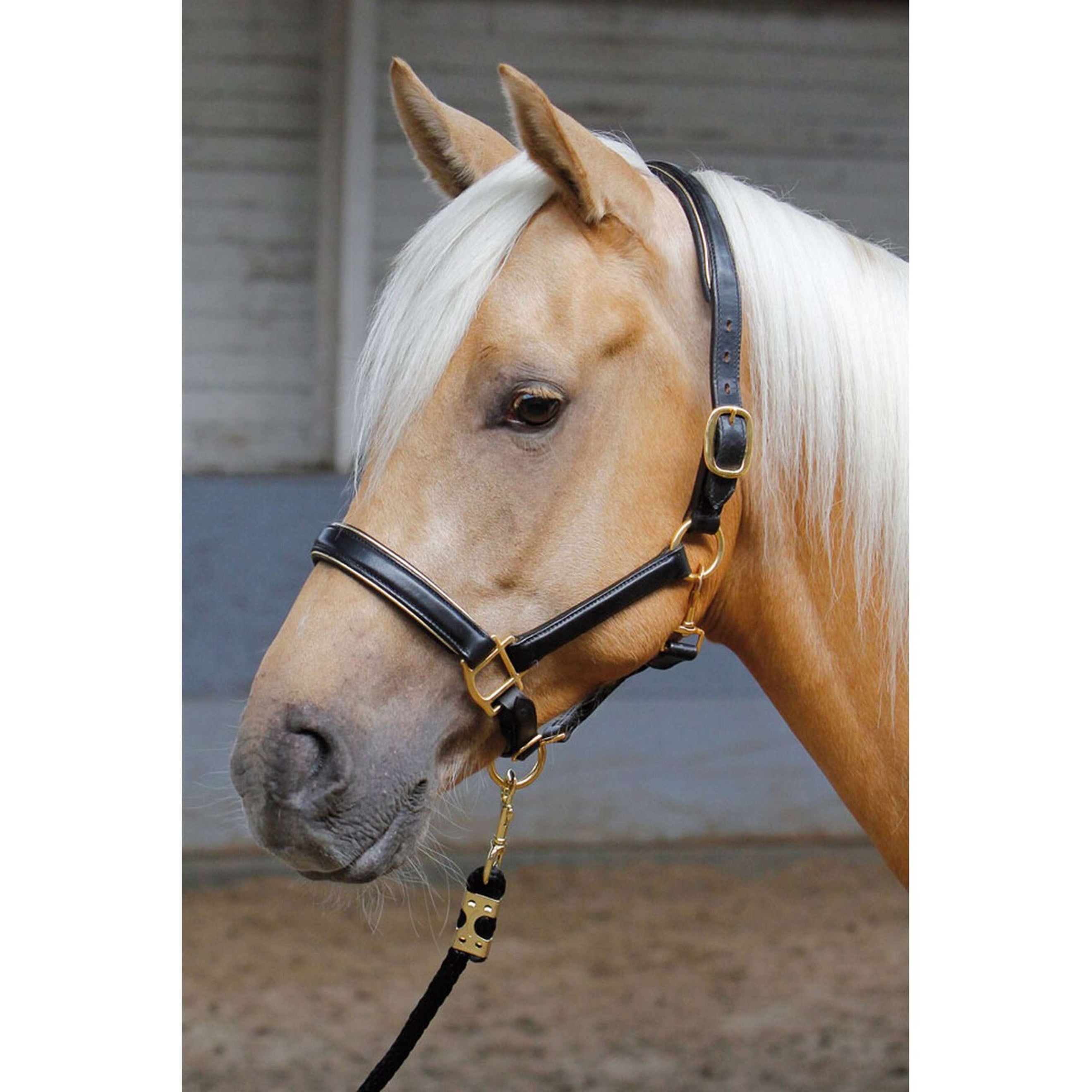 Harry's Horse Halfter Leder mit Biese Gold Harry's Horse Halfter Leder mit Biese Gold