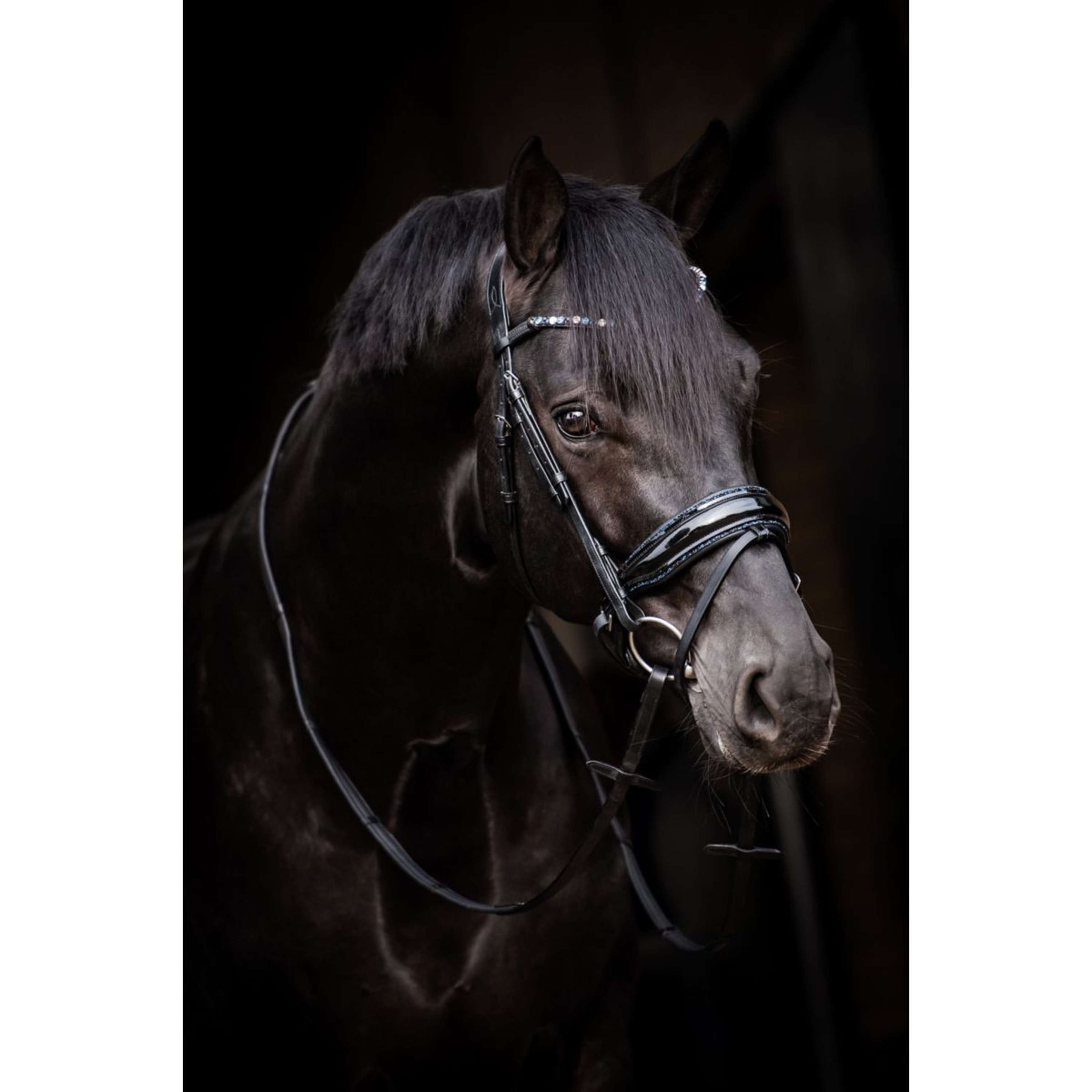 HB Trense Showtime Evalira Blau/Schwarz HB Trense Showtime Evalira Blau/Schwarz