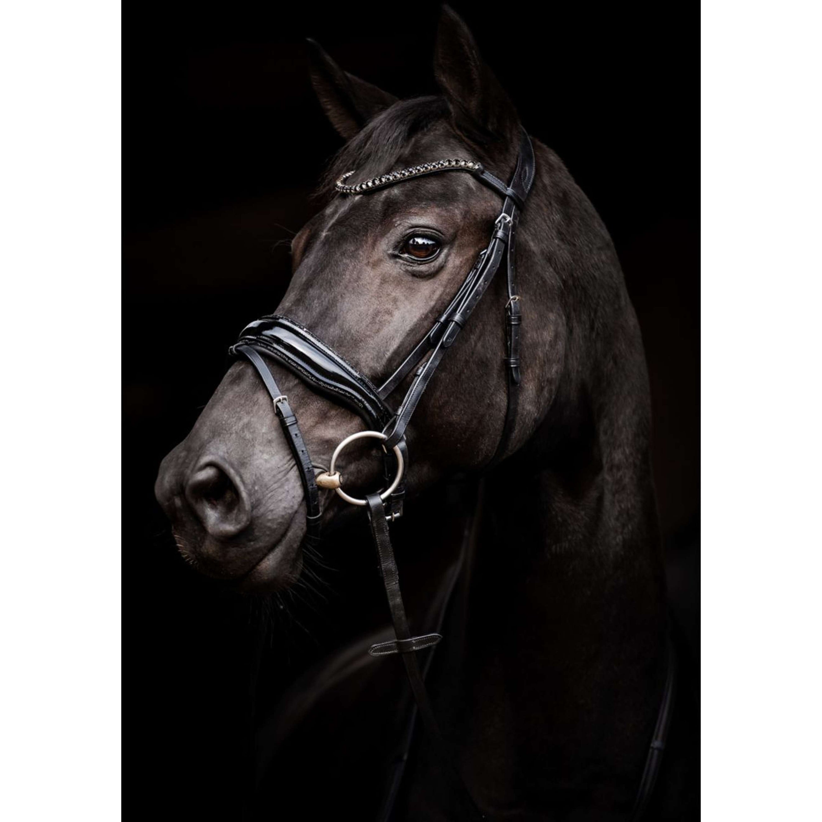HB Trense Showtime Evalira Schwarz HB Trense Showtime Evalira Schwarz