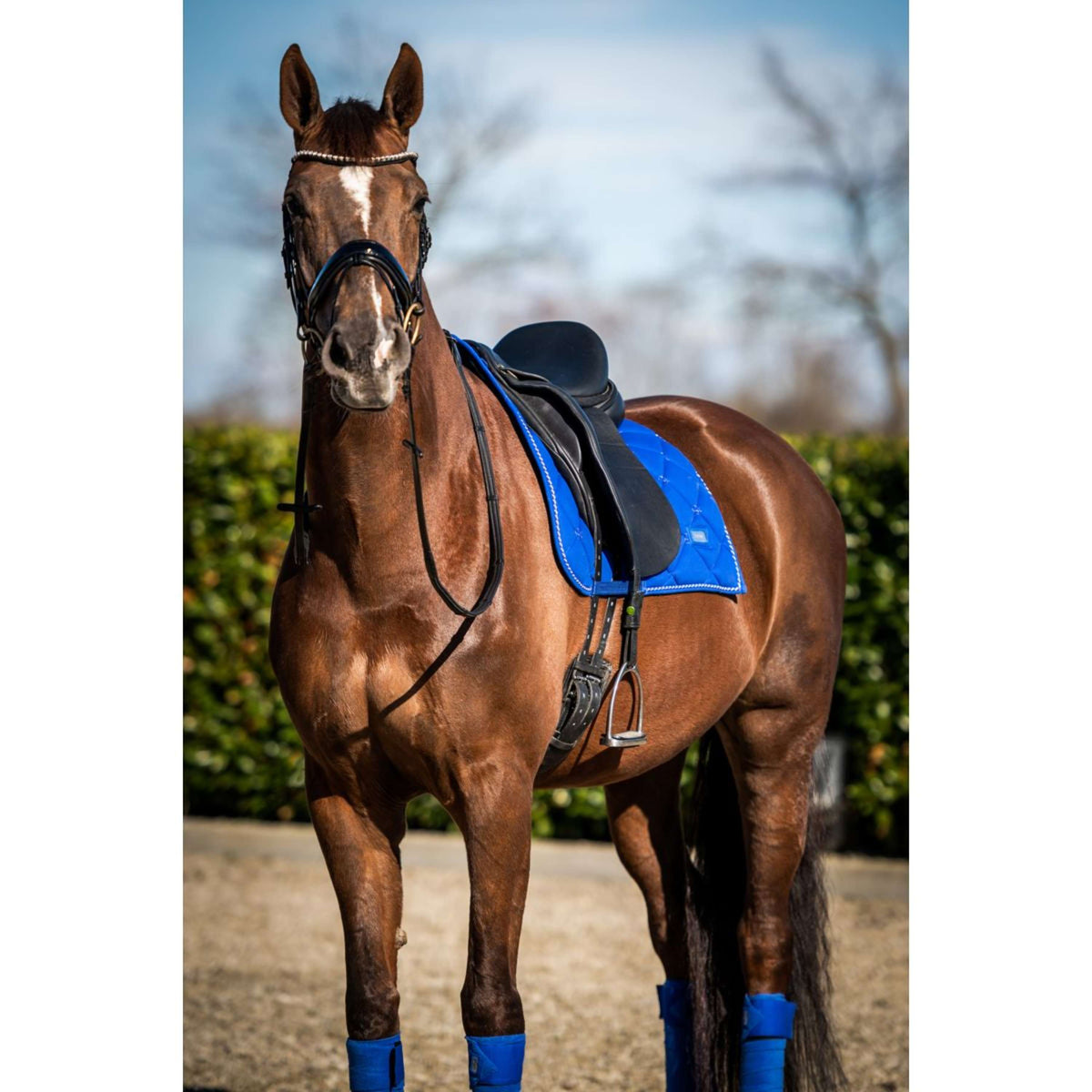 HB Showtime Schabracke Crown Dressur Royal Blue