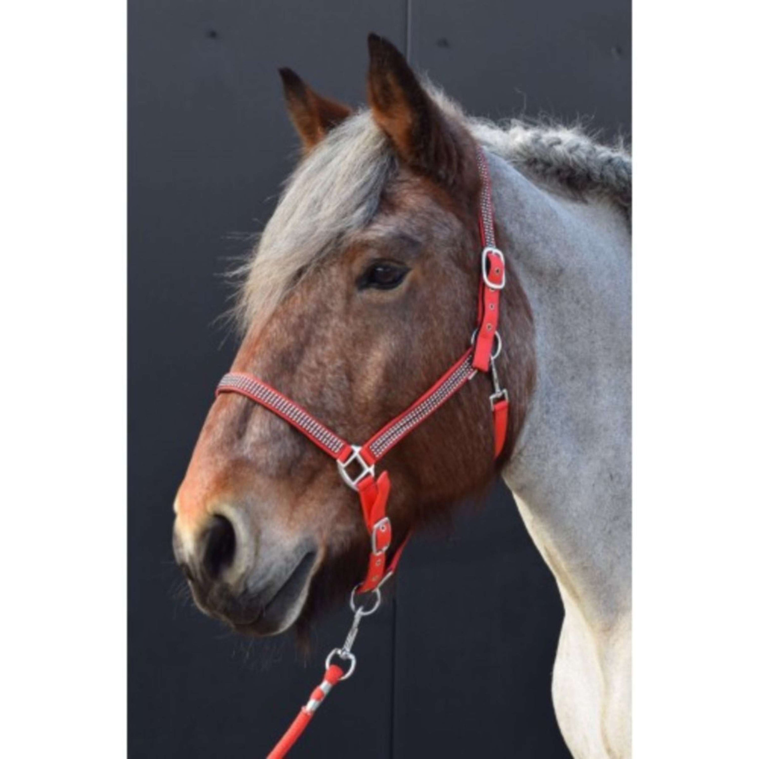 HB Halfter Diamonds Collection Rot HB Halfter Diamonds Collection Rot