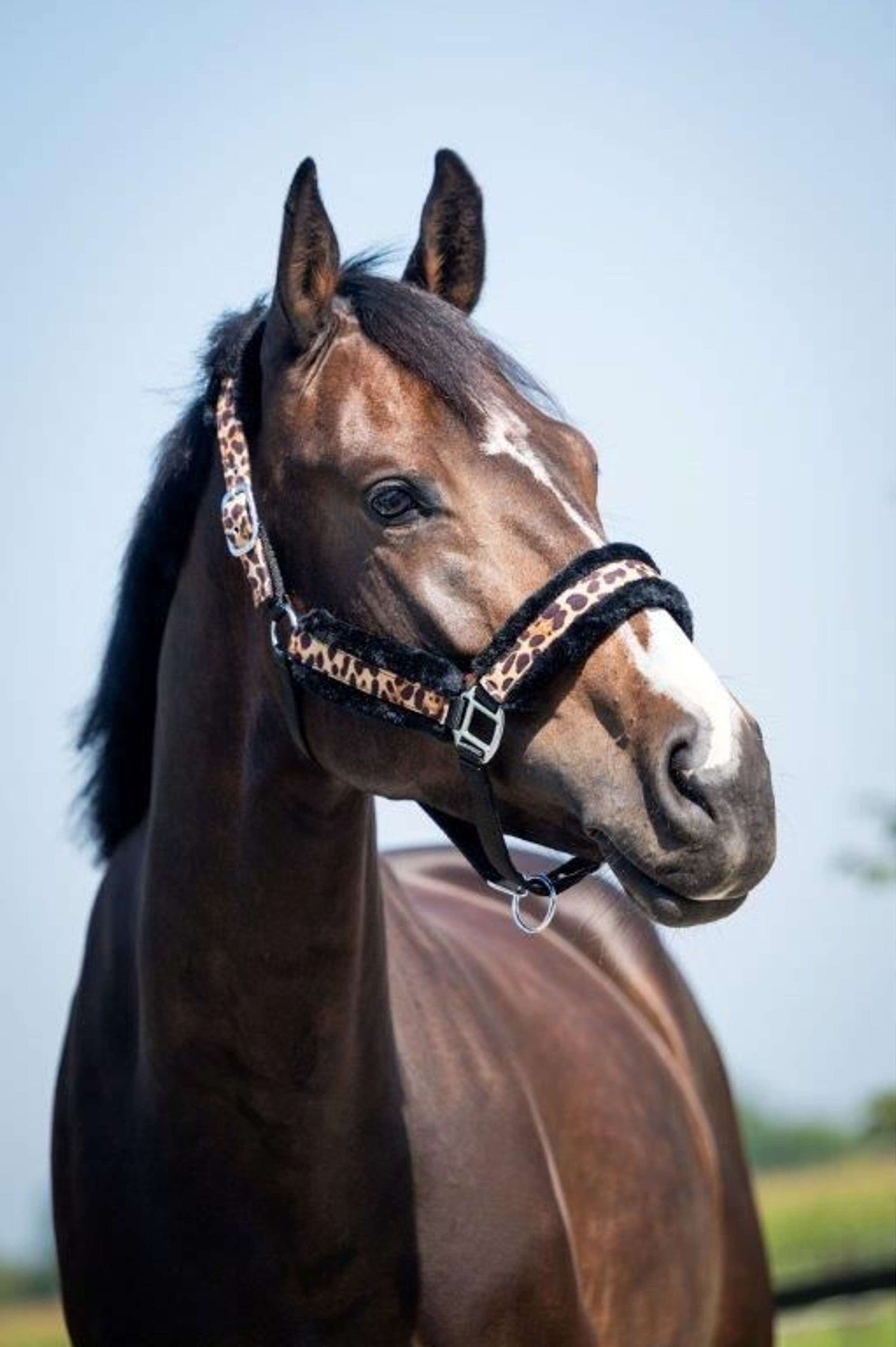 HB Halfter Leopard Fur Leopard HB Halfter Leopard Fur Leopard