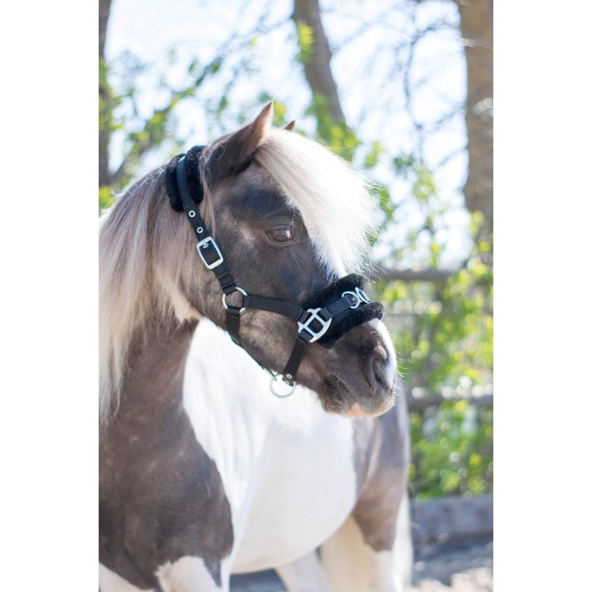 HB Halfter Nylon Kappzaum Schwarz