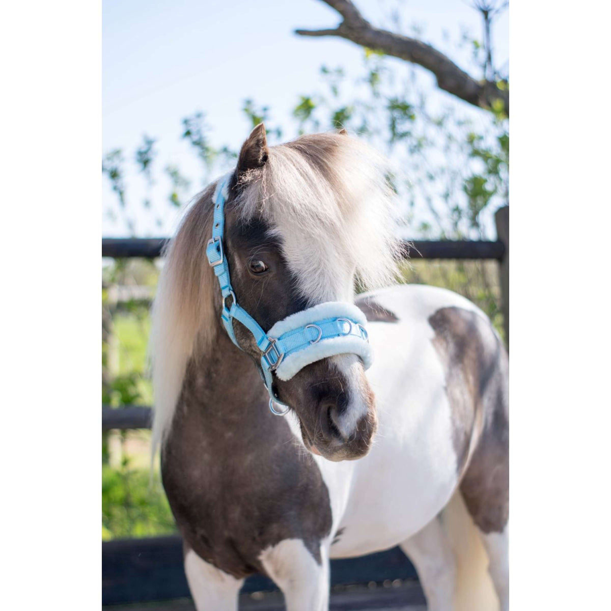 HB Halfter Nylon Kappzaum Hellblau