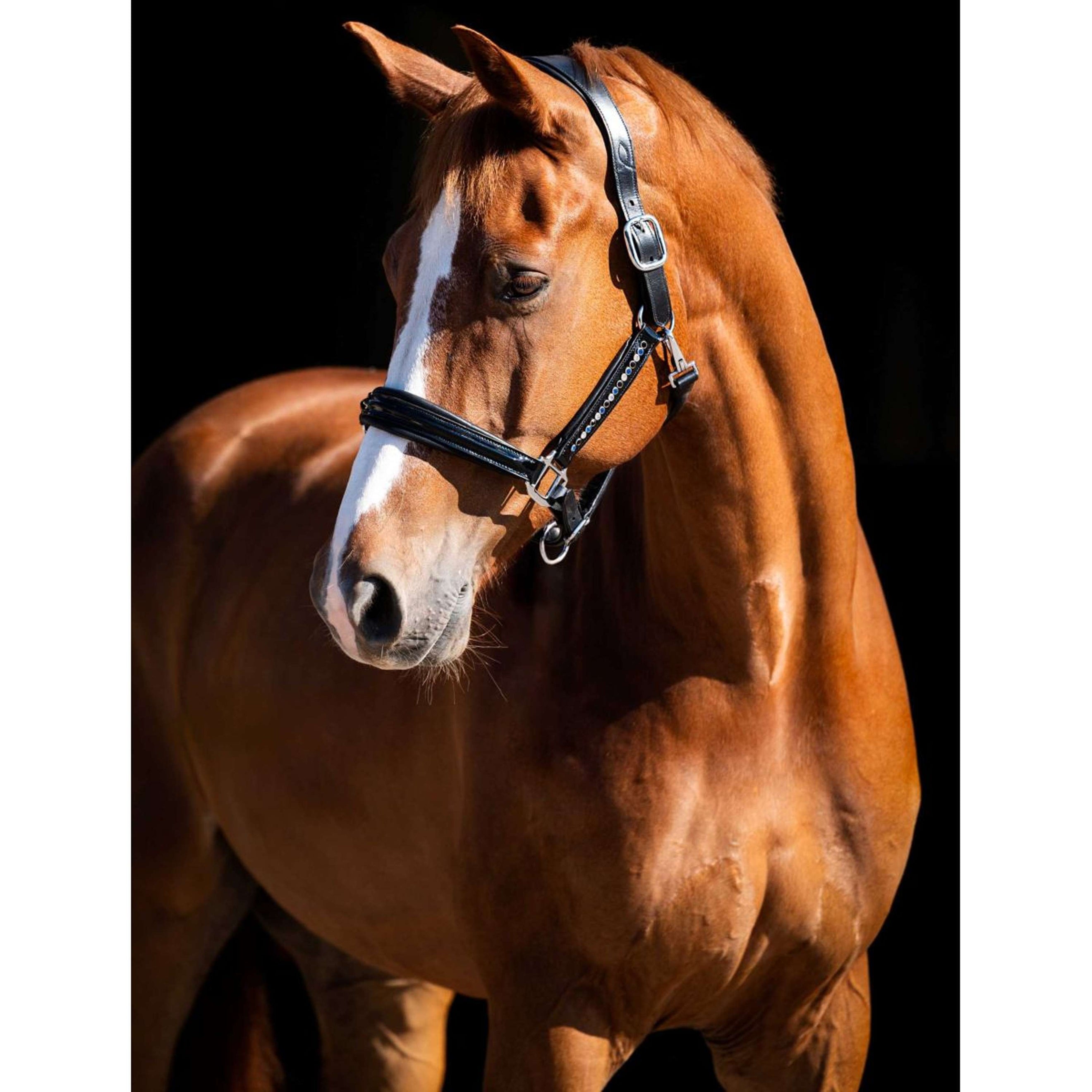 HB Showtime Halfter Rivet Swarovski Leder Schwarz Navy HB Showtime Halfter Rivet Swarovski Leder Schwarz Navy
